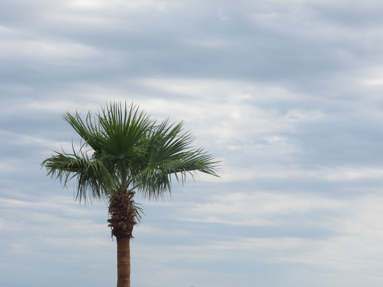 Canon PowerShot G11 sample photo. Palm tree, clouds, sky photography