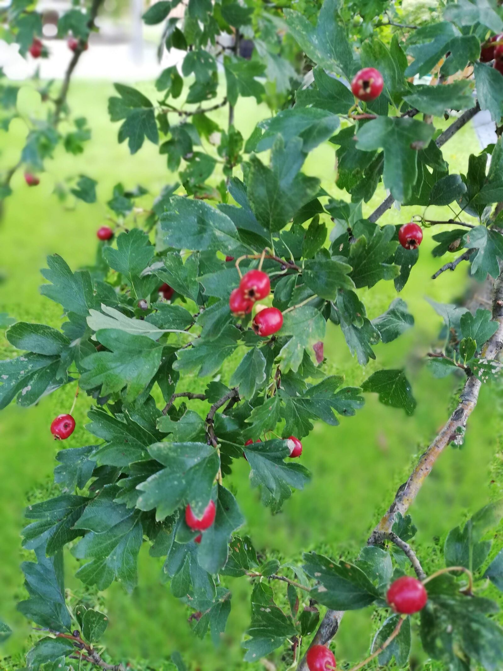 HUAWEI ANE-LX1 sample photo. Weissdorn, red, berries photography