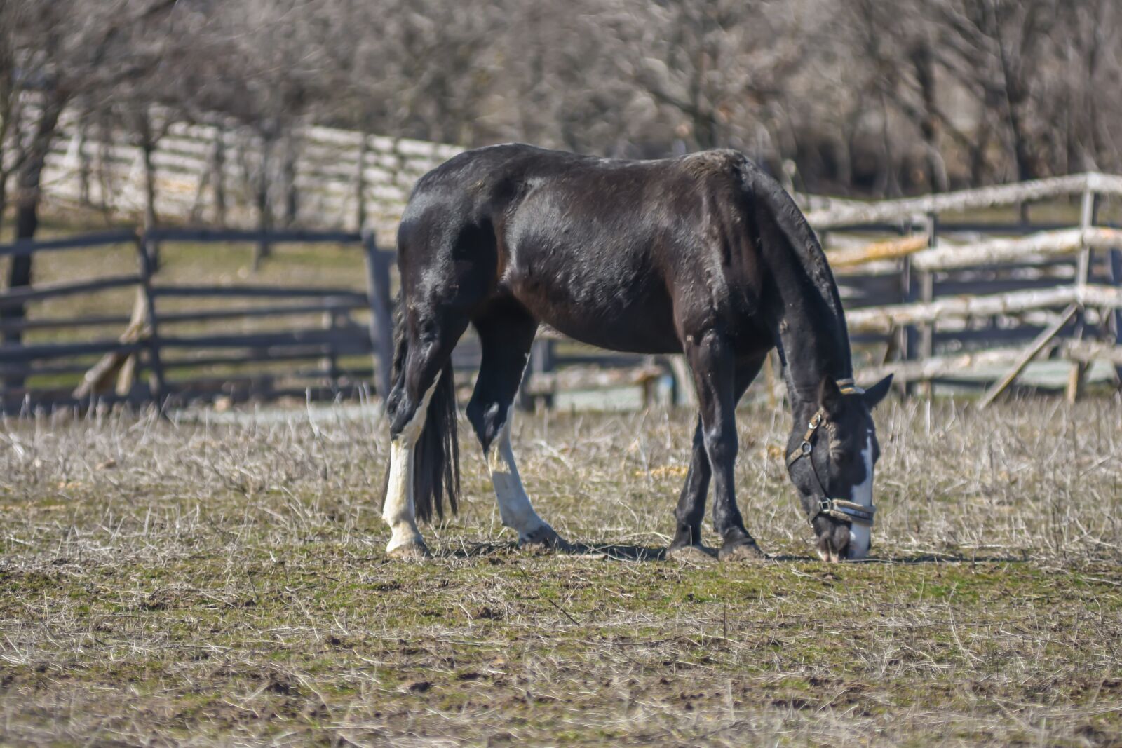 Nikon D7200 sample photo. Wild horse, horses, farm photography