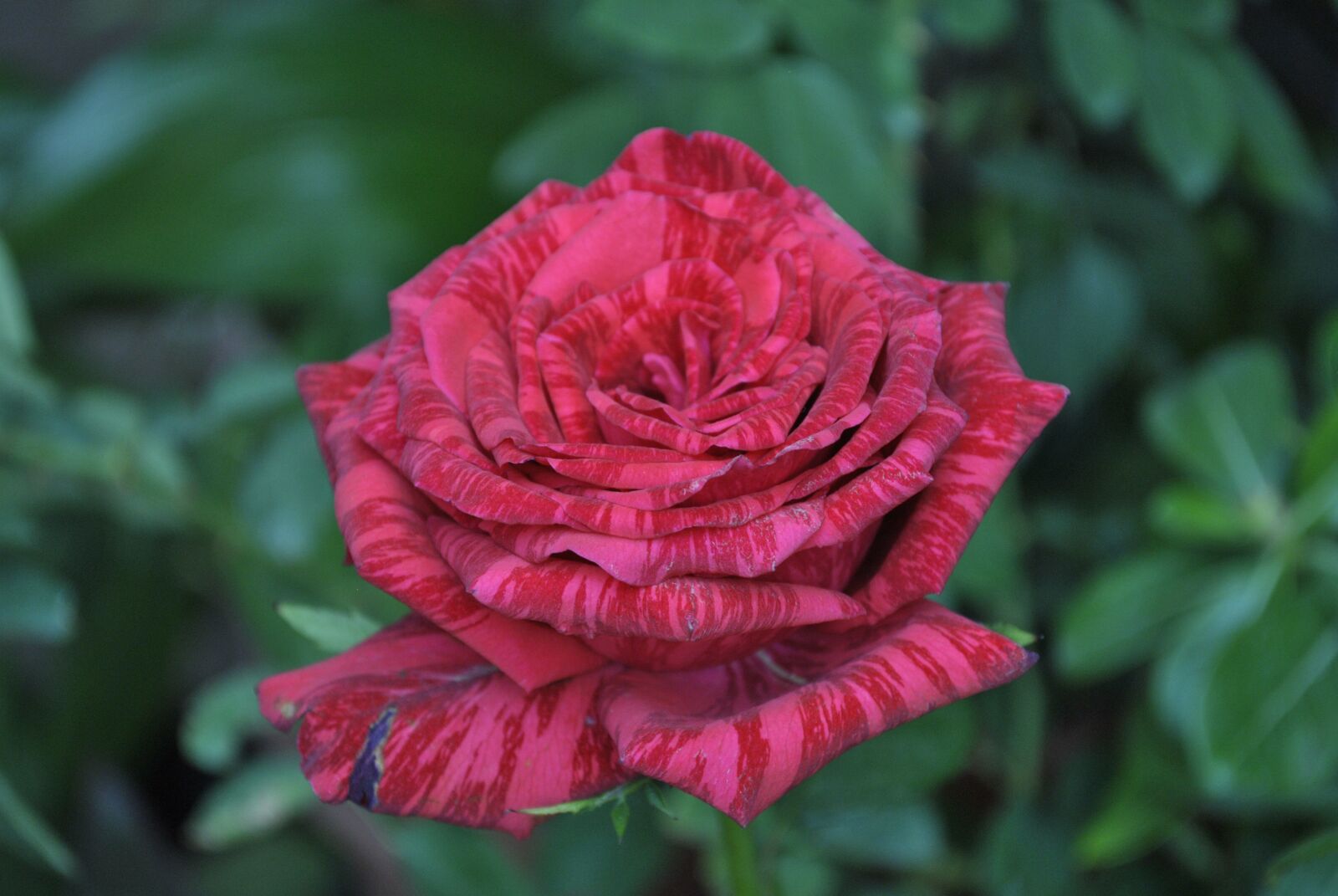 Nikon D3000 sample photo. Rosa, flower, regional photography