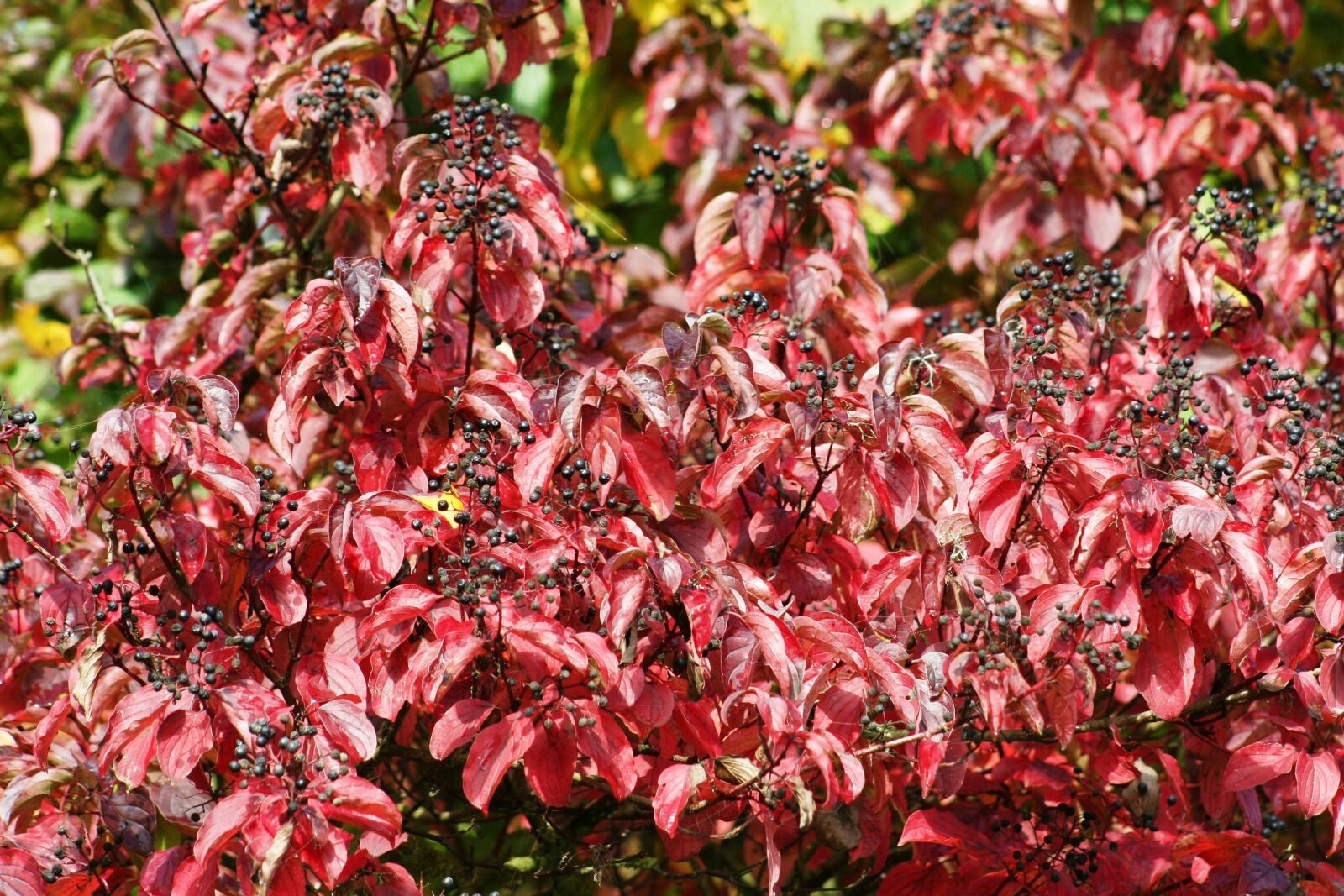Canon EOS 350D (EOS Digital Rebel XT / EOS Kiss Digital N) sample photo. Bush, red, leaves photography