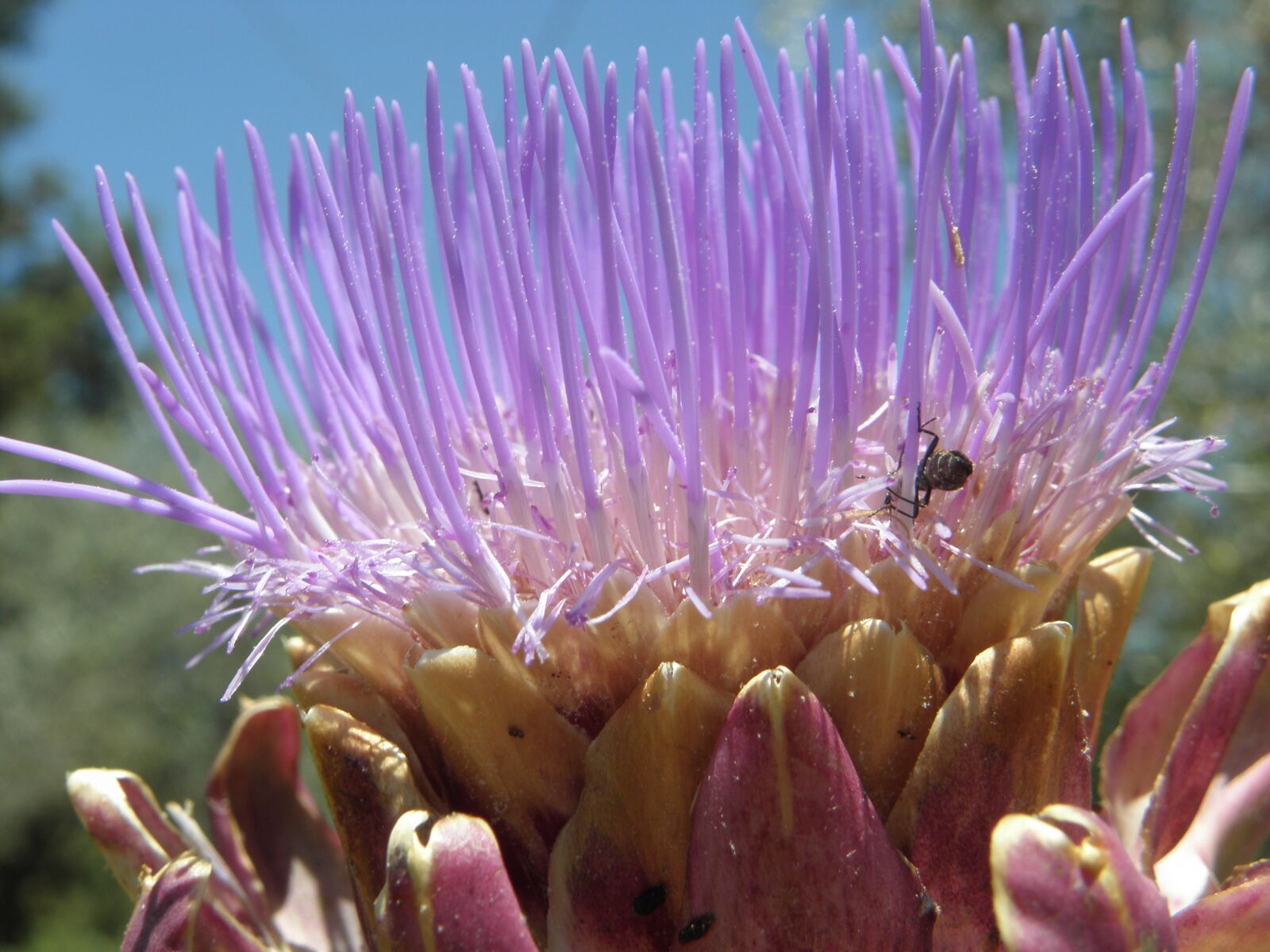 Olympus SP590UZ sample photo. Artichoke, insects, nature photography