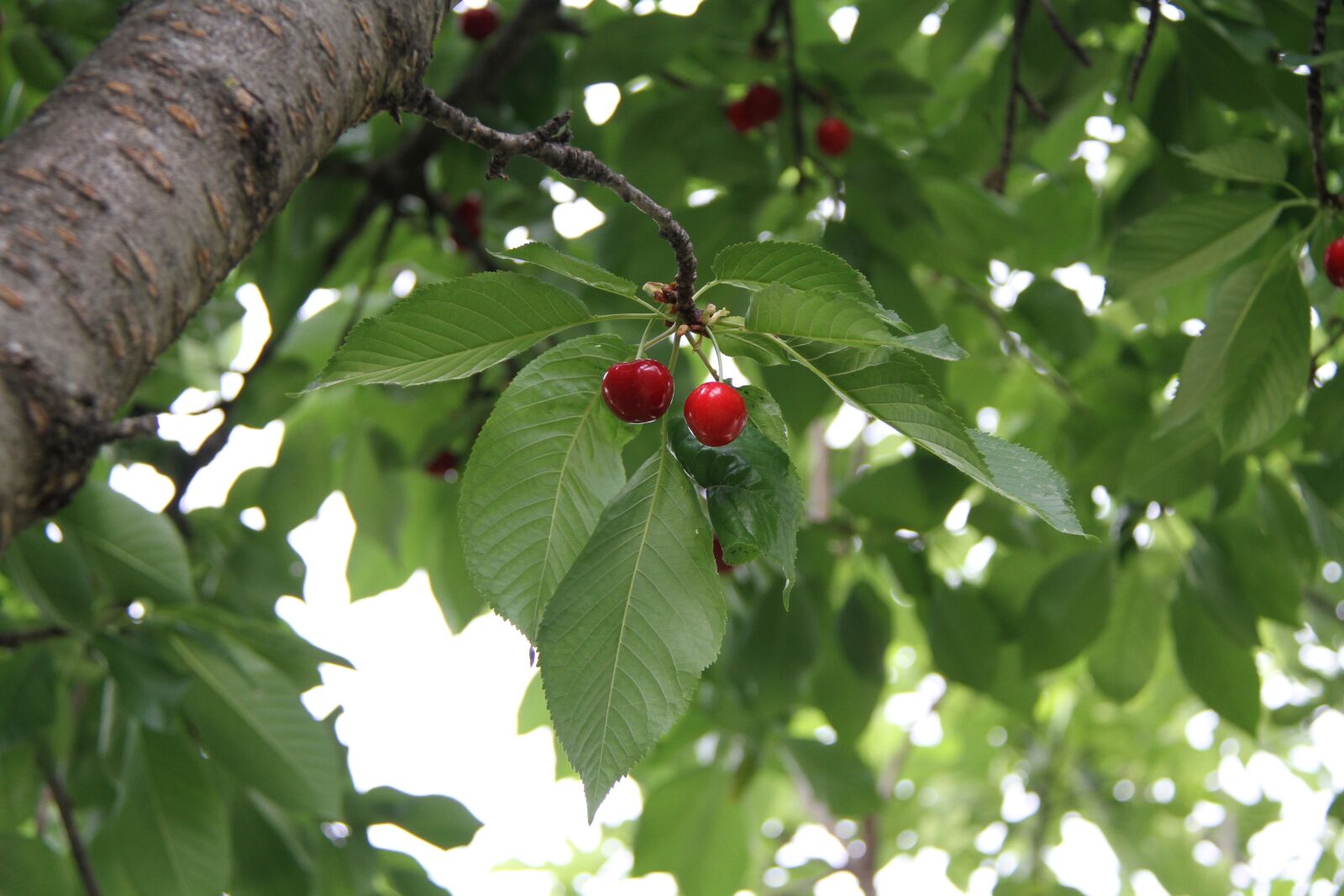 Canon EOS 7D + Canon EF-S 18-200mm F3.5-5.6 IS sample photo. Cherry, fruit, tree photography