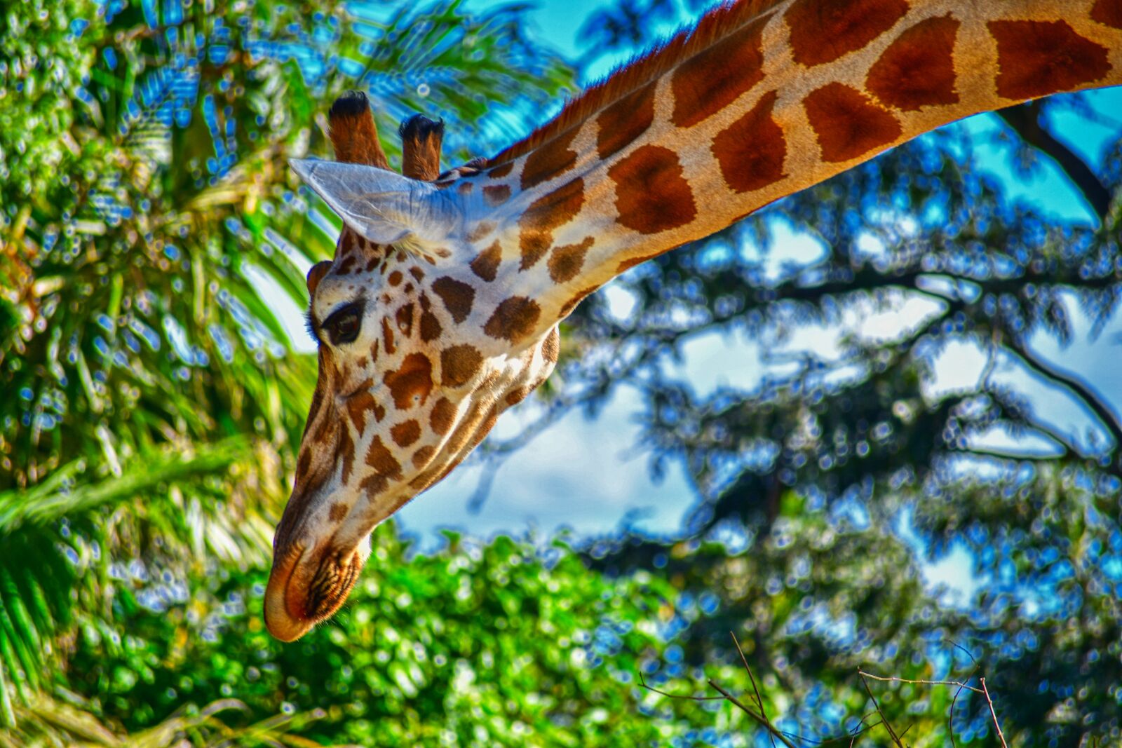 Nikon D7500 sample photo. Giraffe head, animal, nature photography