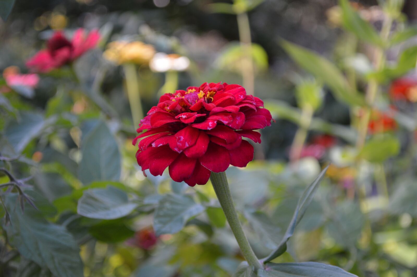Nikon D3200 sample photo. Zinnia, flower garden, summer photography