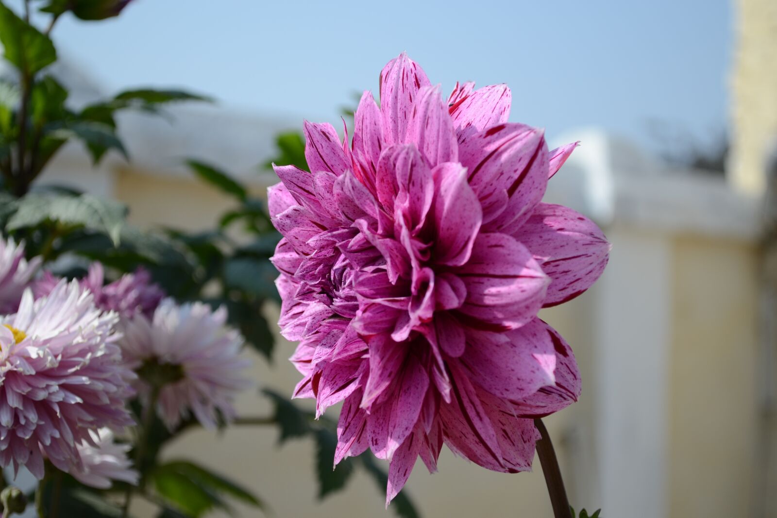 Nikon D3100 sample photo. Flower, day, bea photography