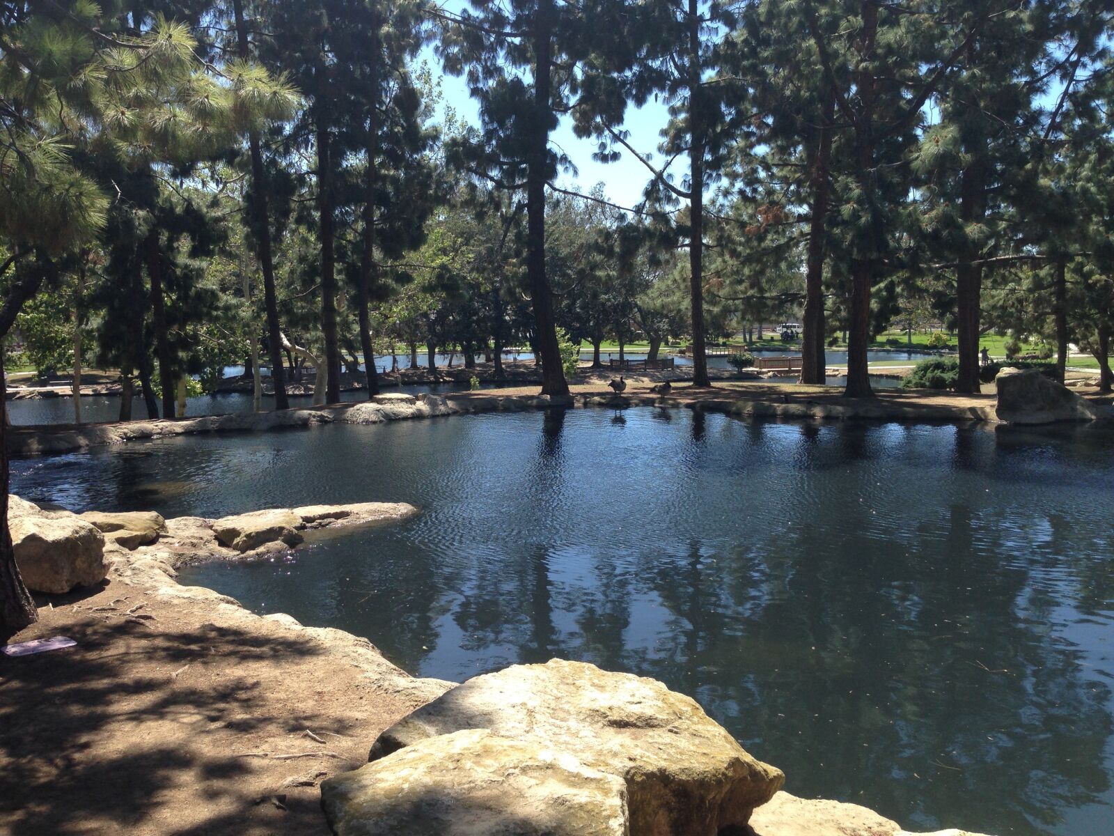 iPhone 5 back camera 4.12mm f/2.4 sample photo. Pond, california, outdoors photography