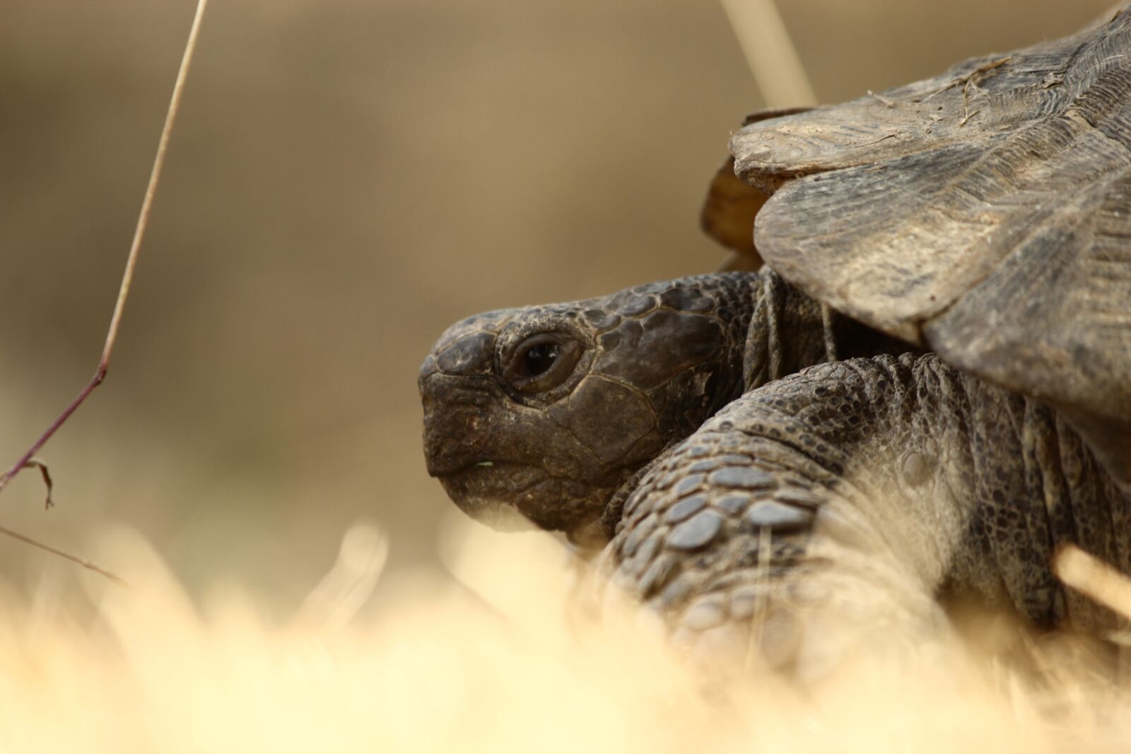 Canon EF-S 55-250mm F4-5.6 IS II sample photo. Tortoise, animal, slow photography