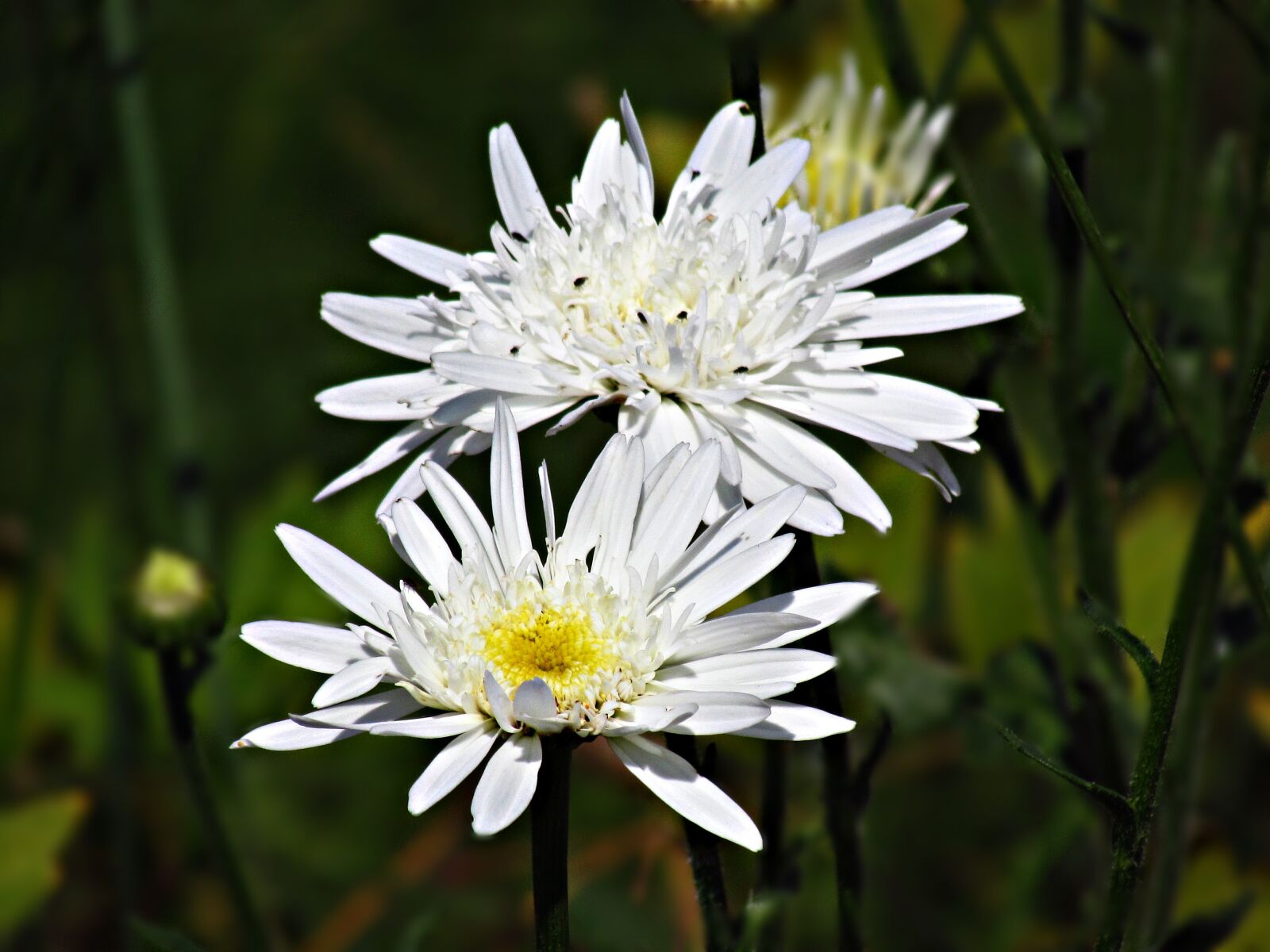 Canon PowerShot SX30 IS sample photo. Flower, white, flowers photography