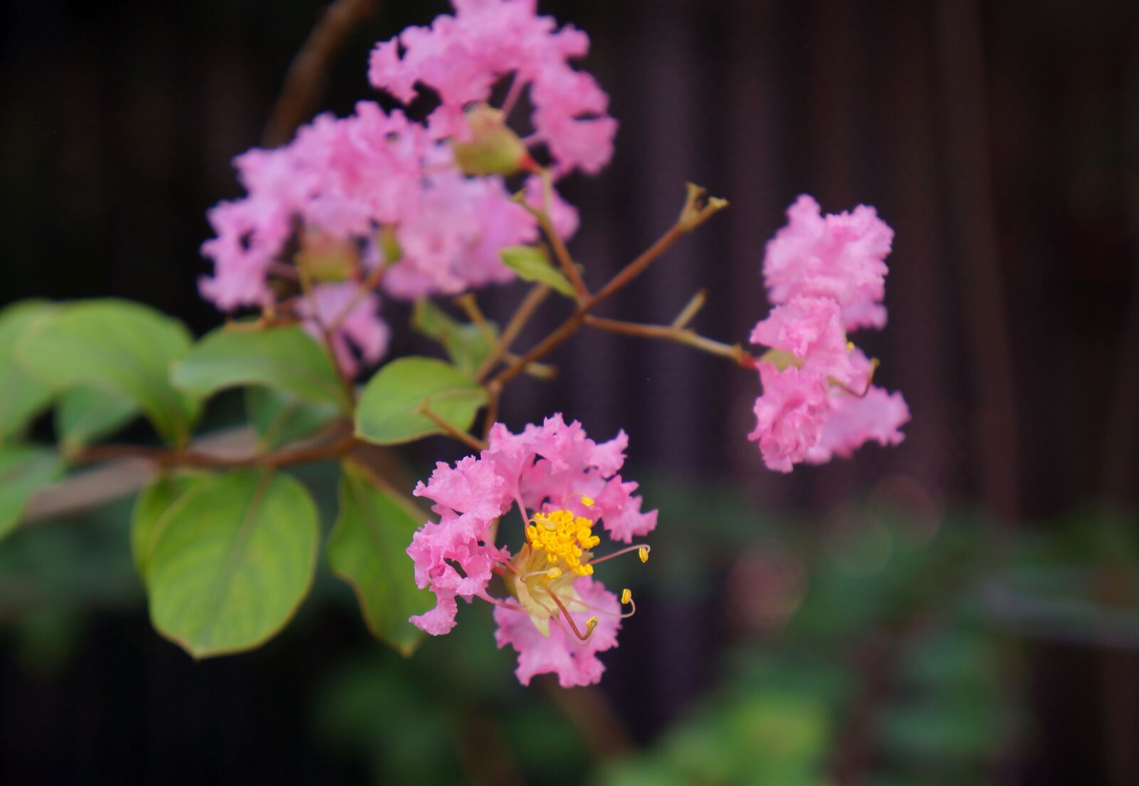 Sony Alpha NEX-F3 + Sony E 18-55mm F3.5-5.6 OSS sample photo. Natural, bunches of flowers photography