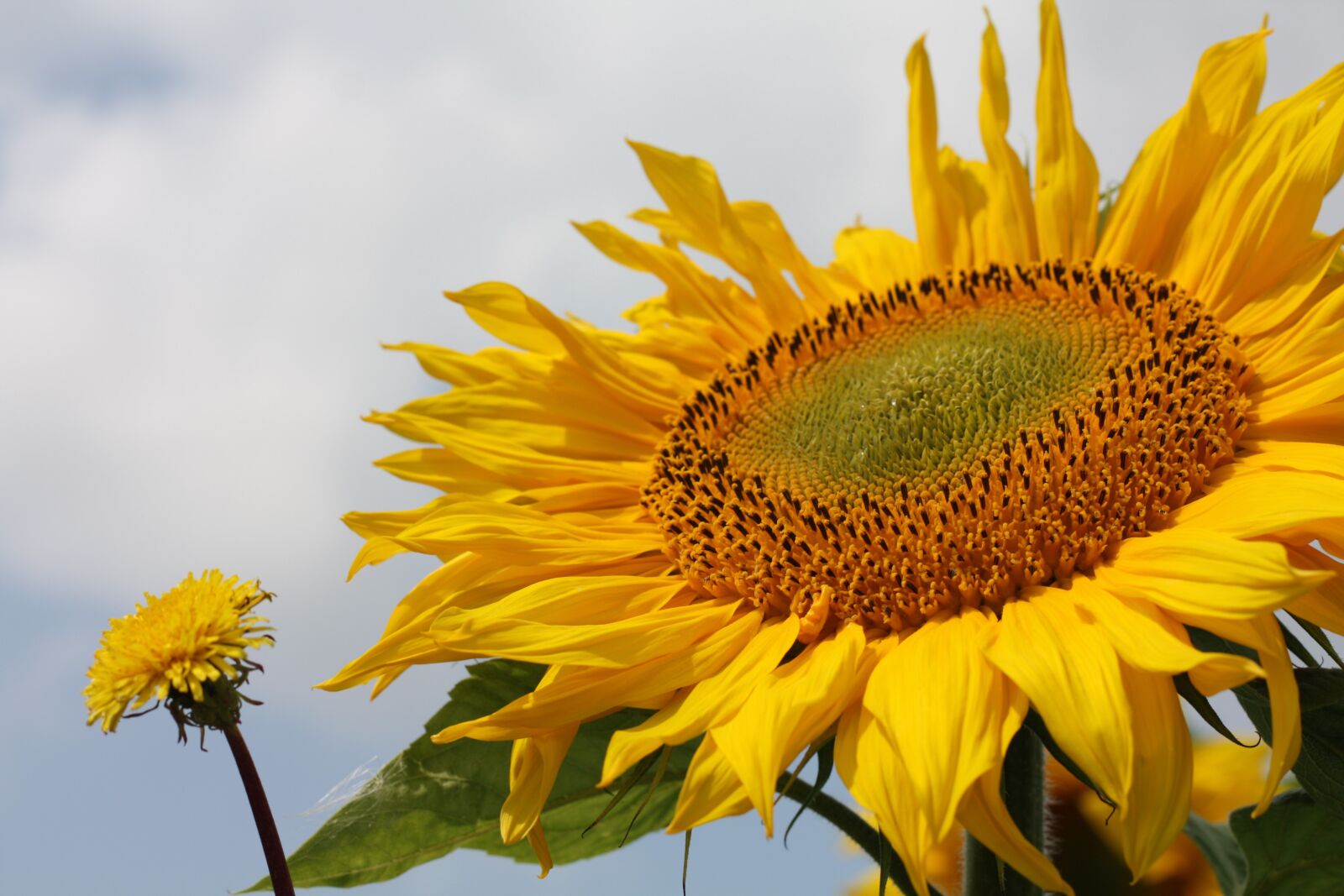 Canon EOS 450D (EOS Rebel XSi / EOS Kiss X2) sample photo. Sunflower, summer, nature photography