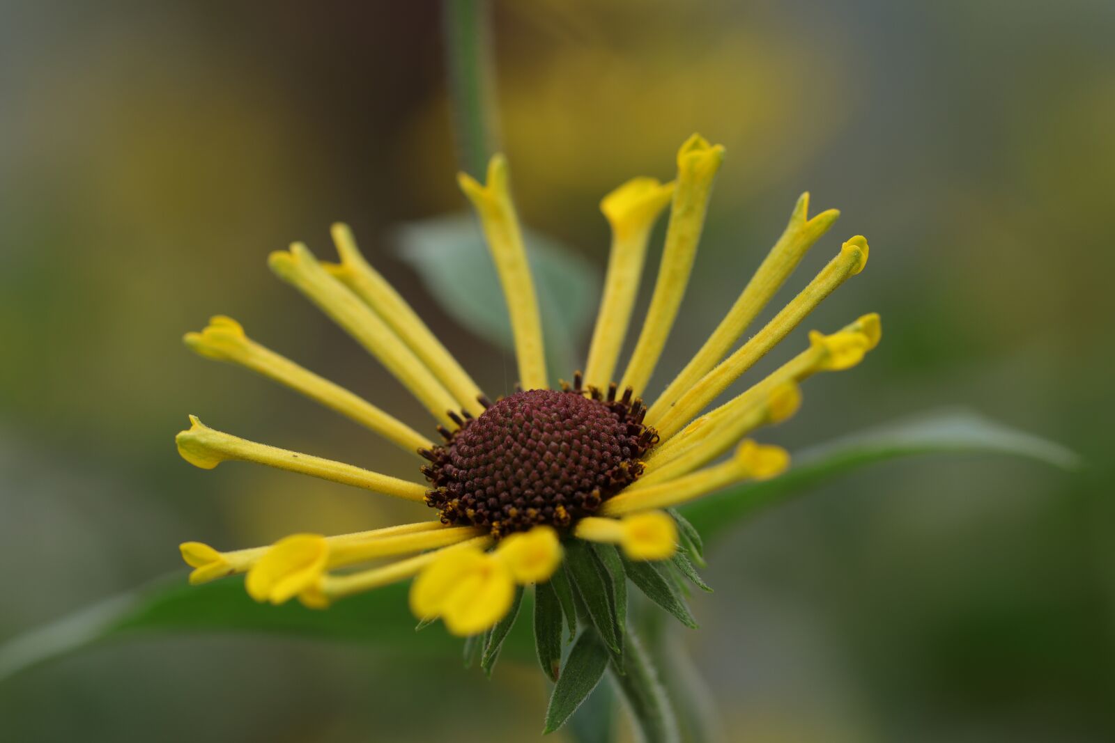Canon EF 100mm F2.8L Macro IS USM sample photo. Flower, sun hat, rudbeckia photography