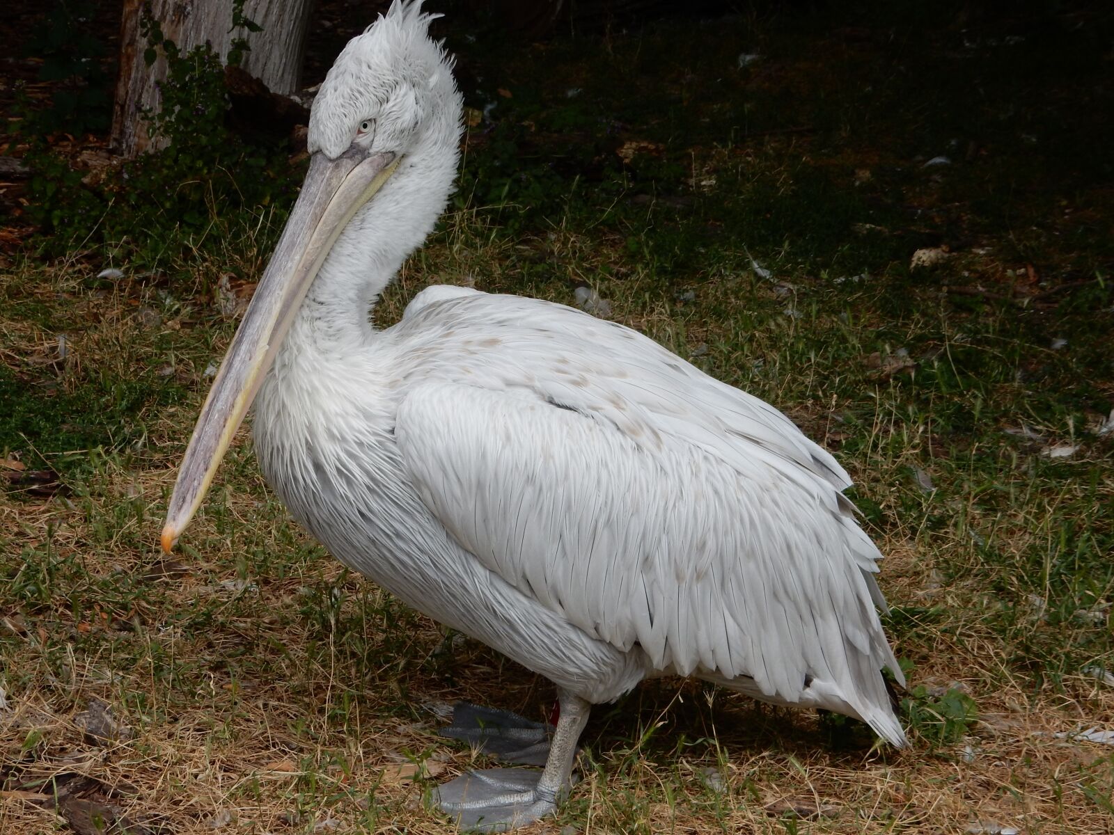 Nikon Coolpix S9900 sample photo. Pelikan, birds, sea birds photography