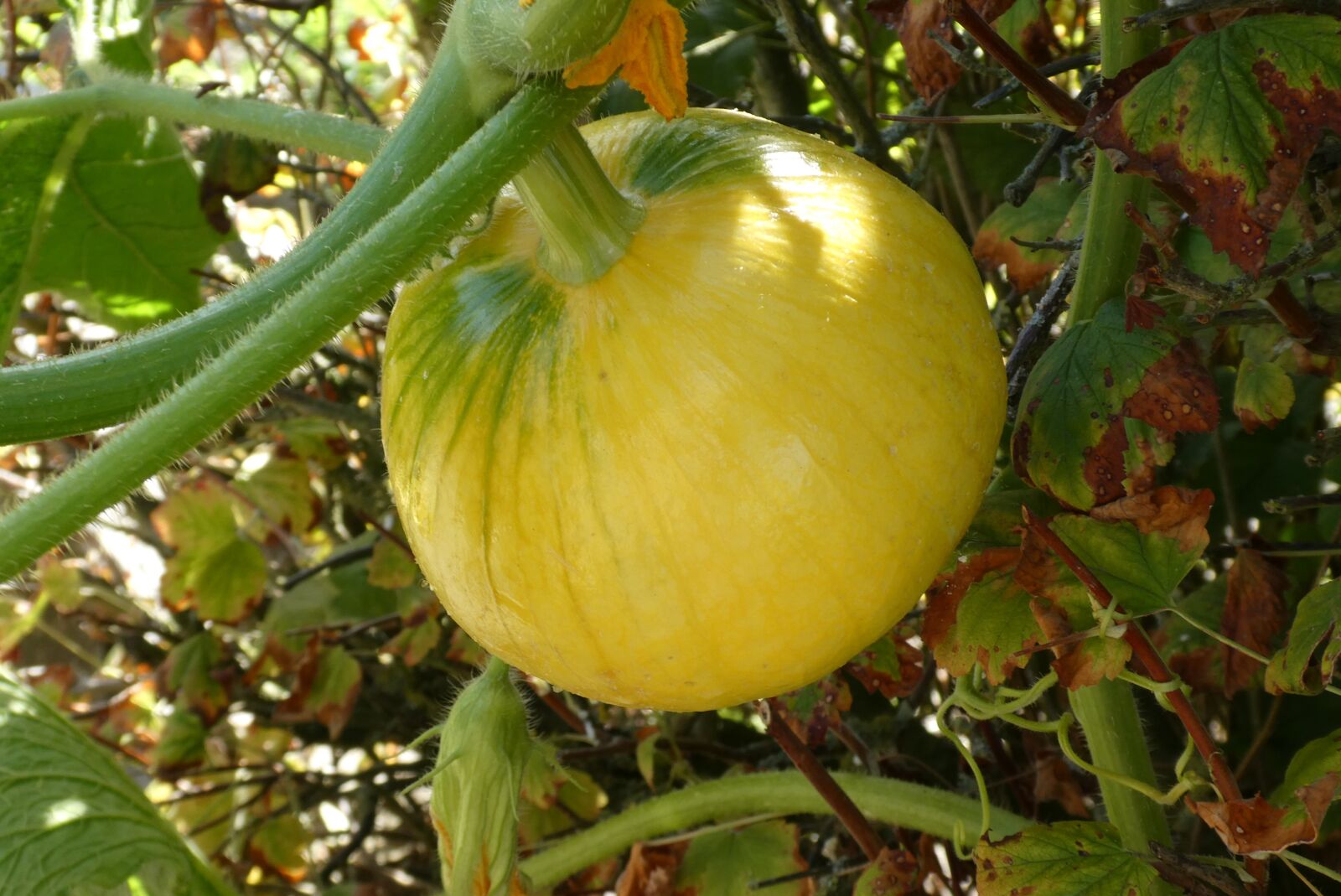 Panasonic Lumix DC-ZS70 (Lumix DC-TZ90) sample photo. Pumpkin, fruit, autumn photography