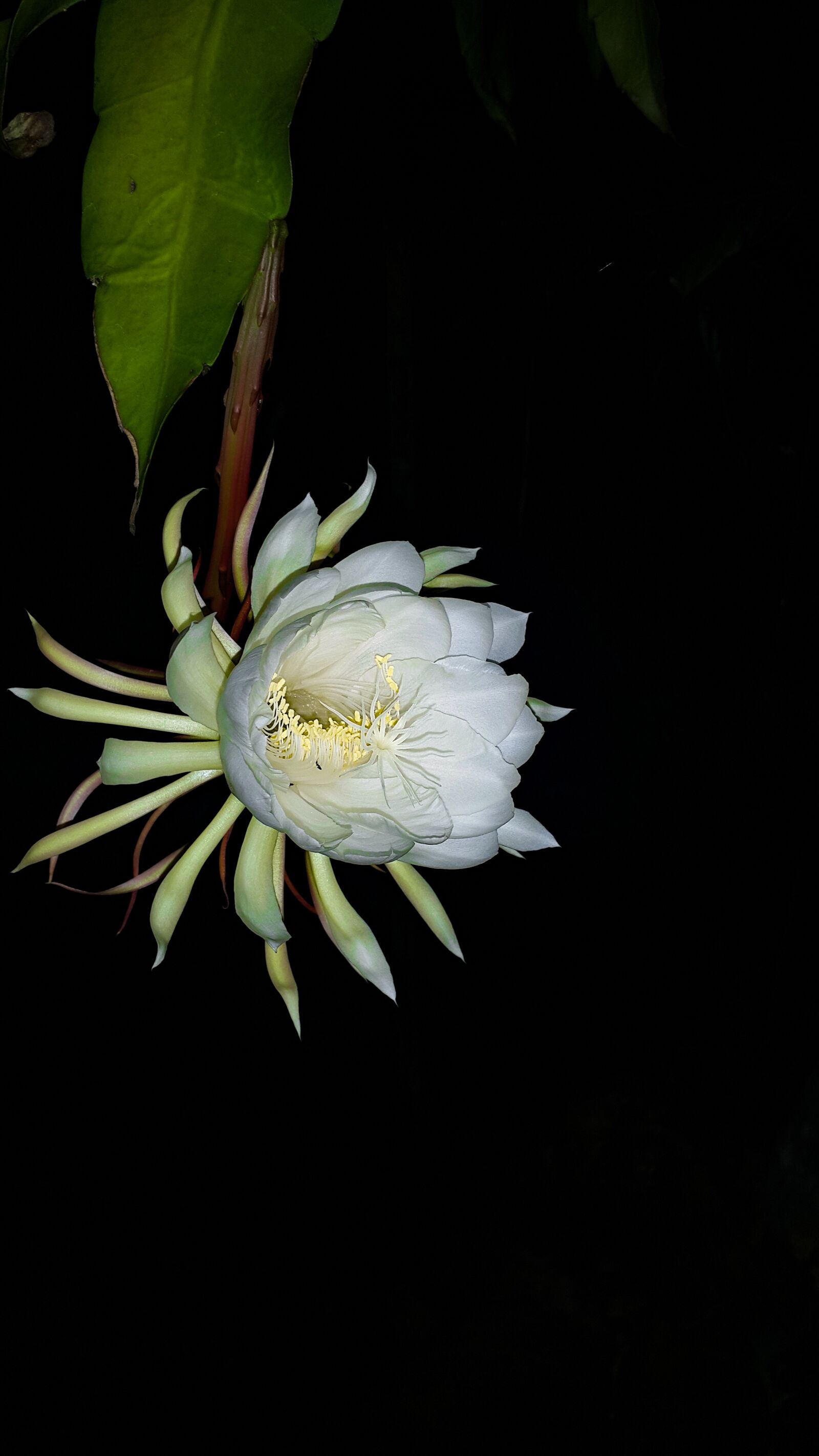 Samsung Galaxy Note4 sample photo. Kadupul, vesak season, sri photography