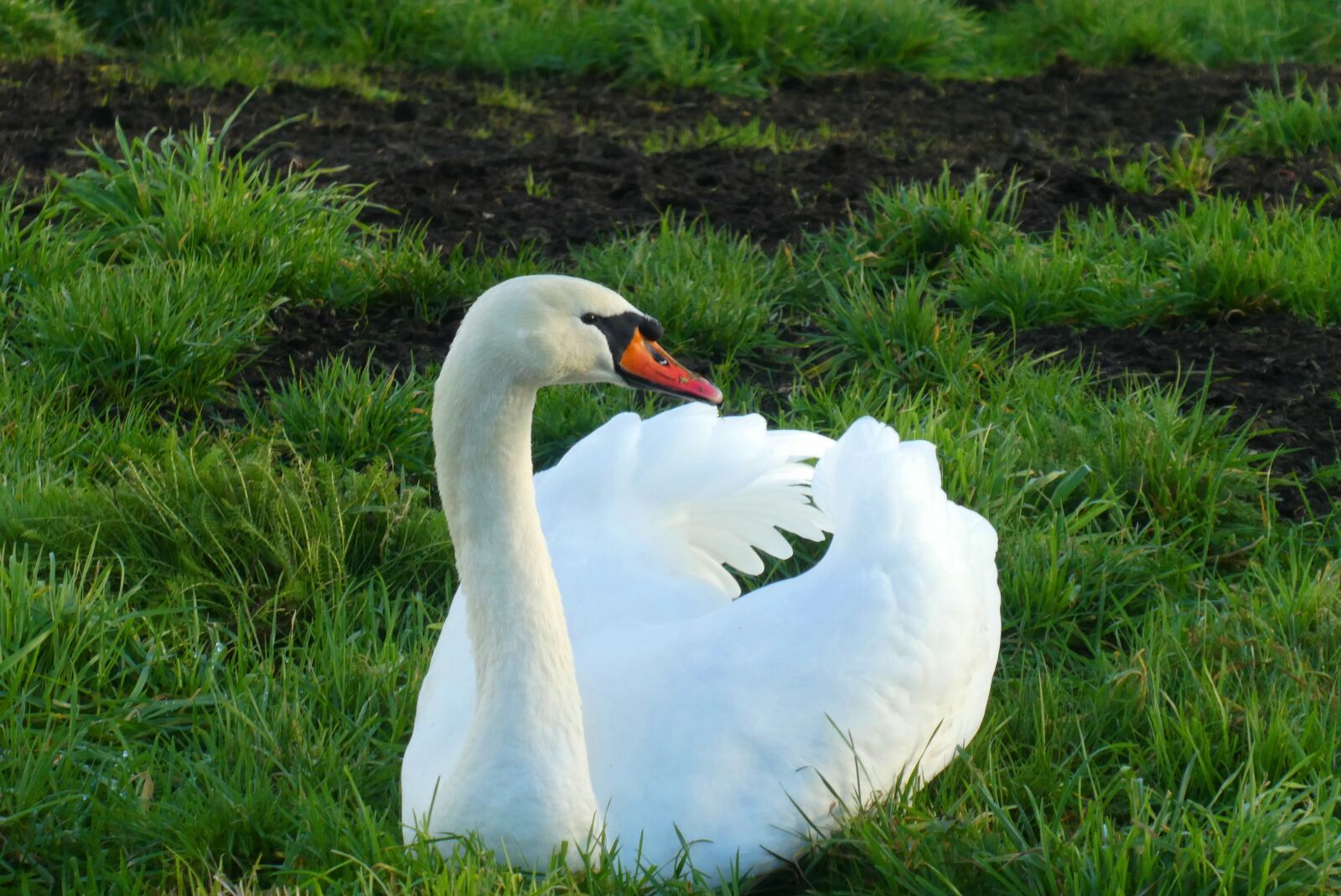 Panasonic Lumix DC-ZS70 (Lumix DC-TZ90) sample photo. Swan, pasture, white feathers photography