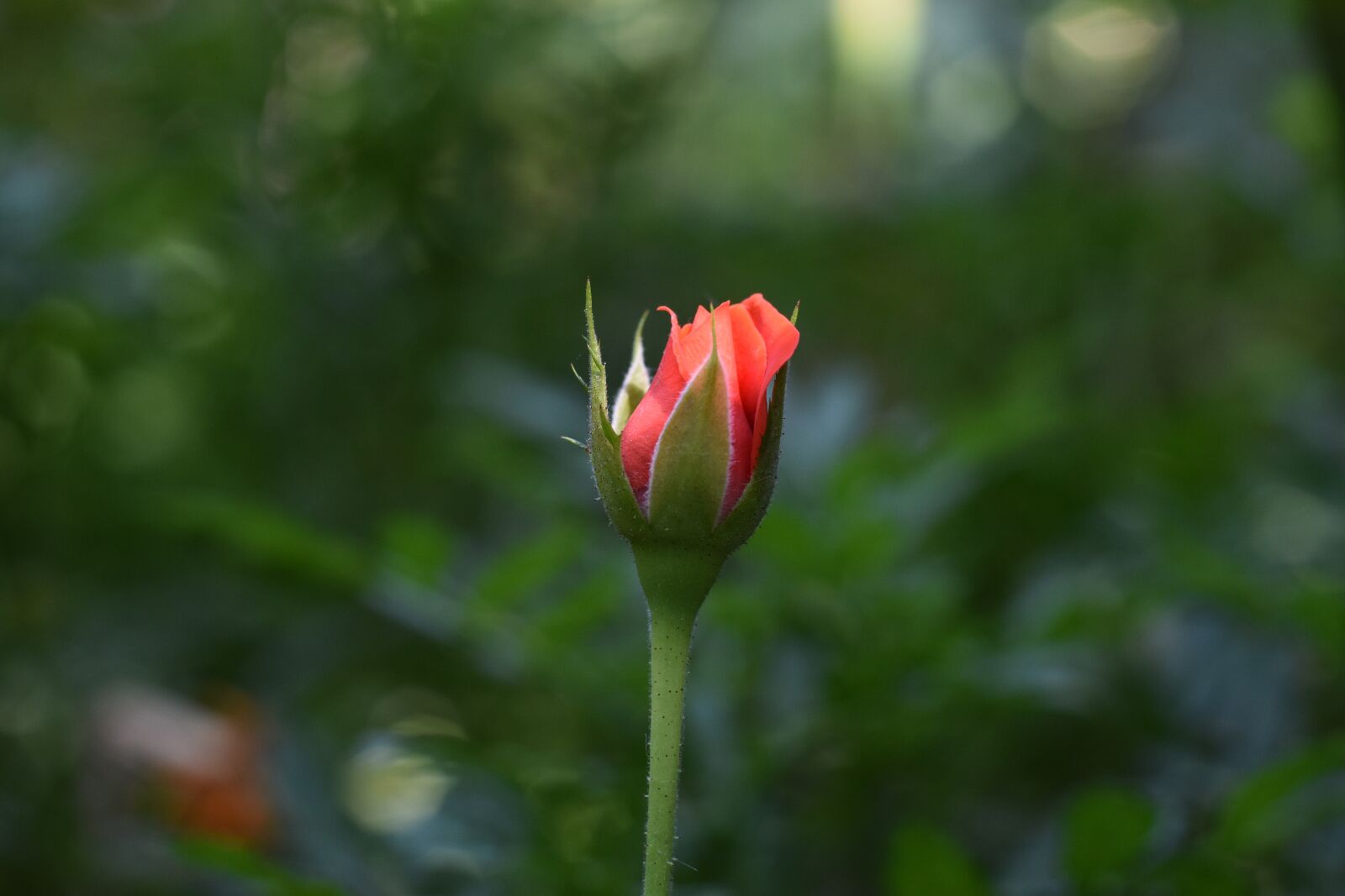 Nikon D5600 sample photo. Rose, red, flower photography