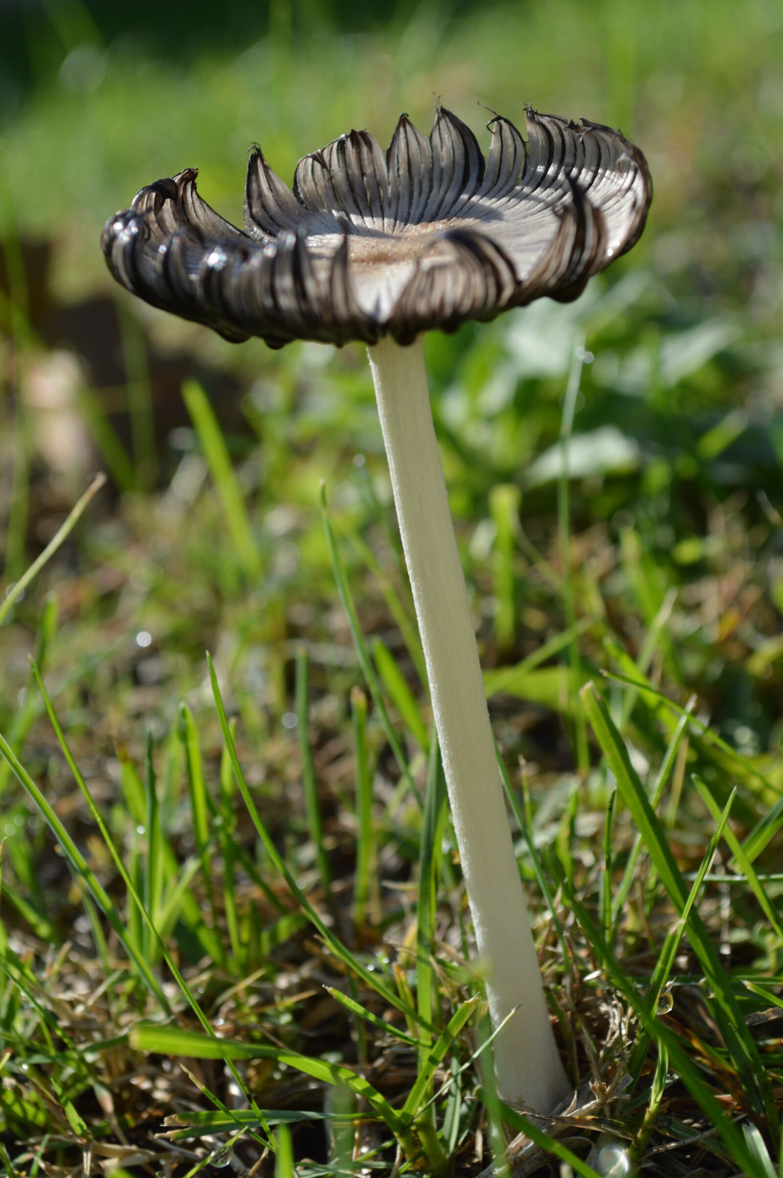 Nikon D3200 sample photo. Fungus, nature, fall photography