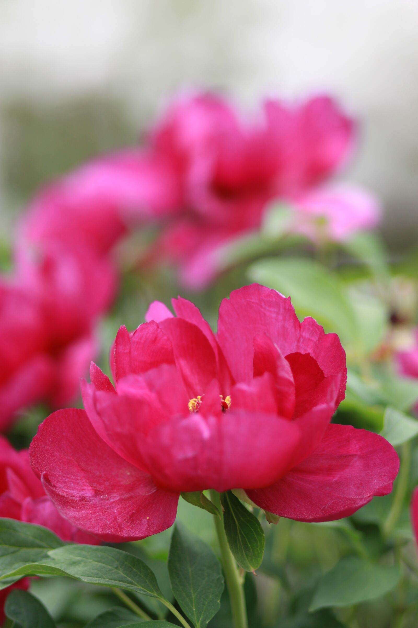 Canon EOS 500D (EOS Rebel T1i / EOS Kiss X3) sample photo. Noel online gift shop photography