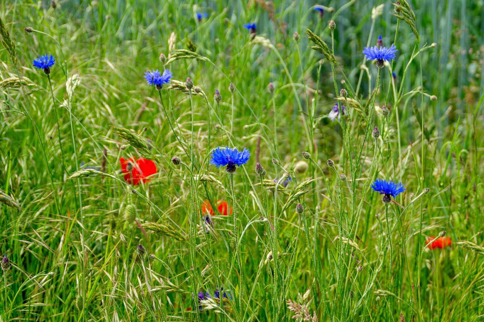 Sony SLT-A58 + Sony DT 18-200mm F3.5-6.3 sample photo. Field flowers, red, blue photography
