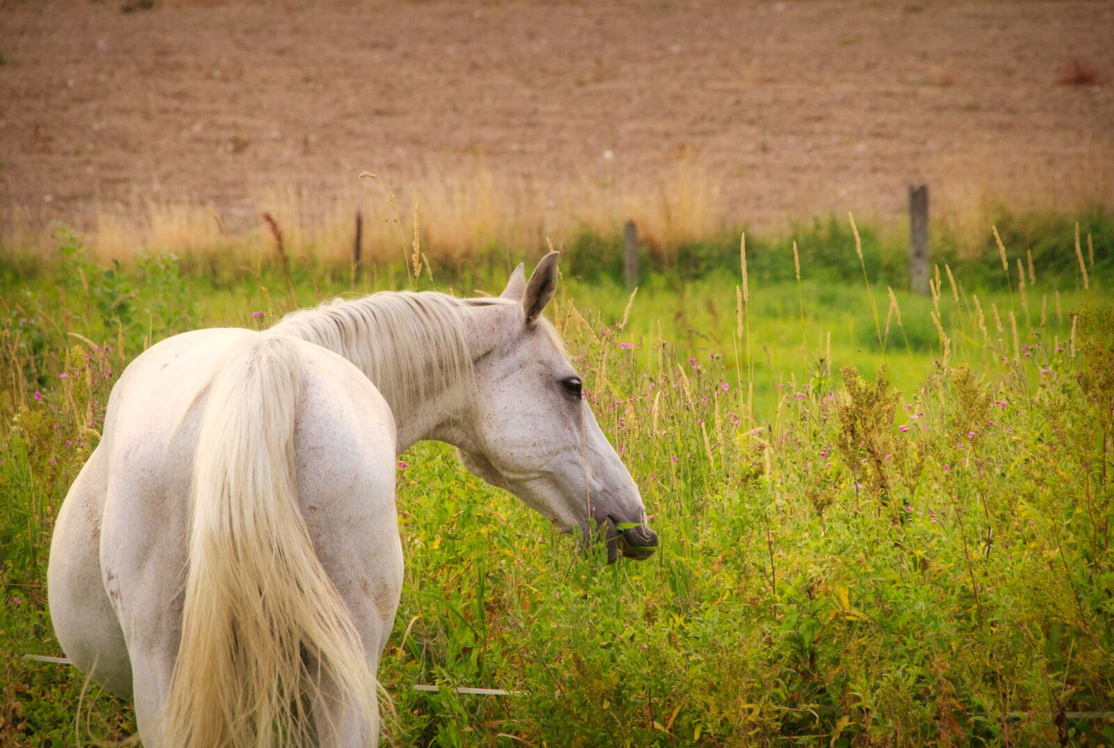 Canon EOS 200D (EOS Rebel SL2 / EOS Kiss X9) sample photo. Horse, mold, meadow photography