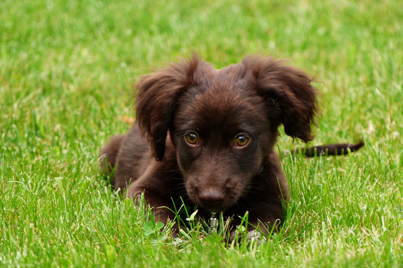Panasonic Lumix DMC-FZ200 sample photo. Animal, dog, pet photography