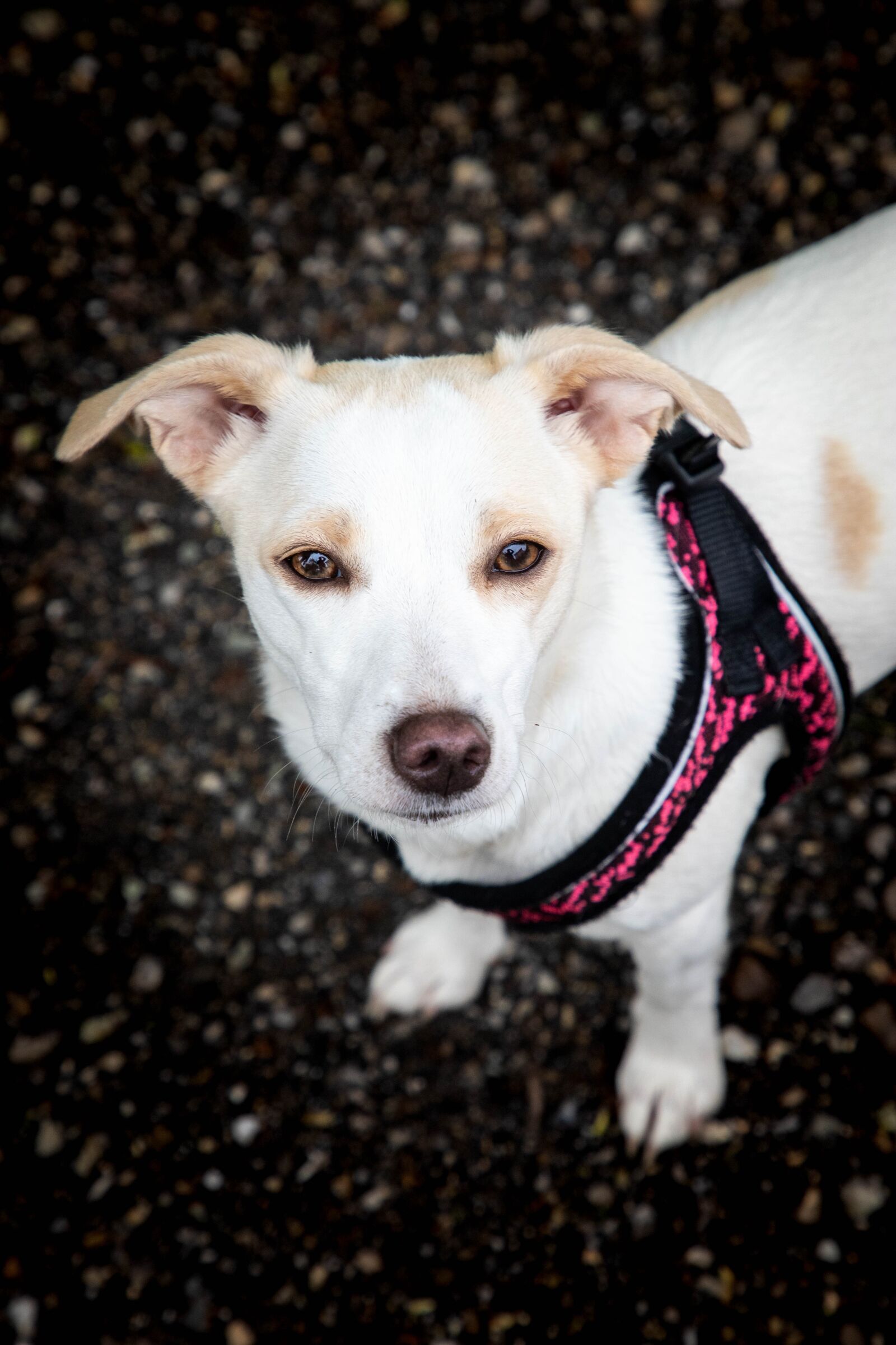 Canon EOS 6D Mark II sample photo. Dog, sweet, animal photography