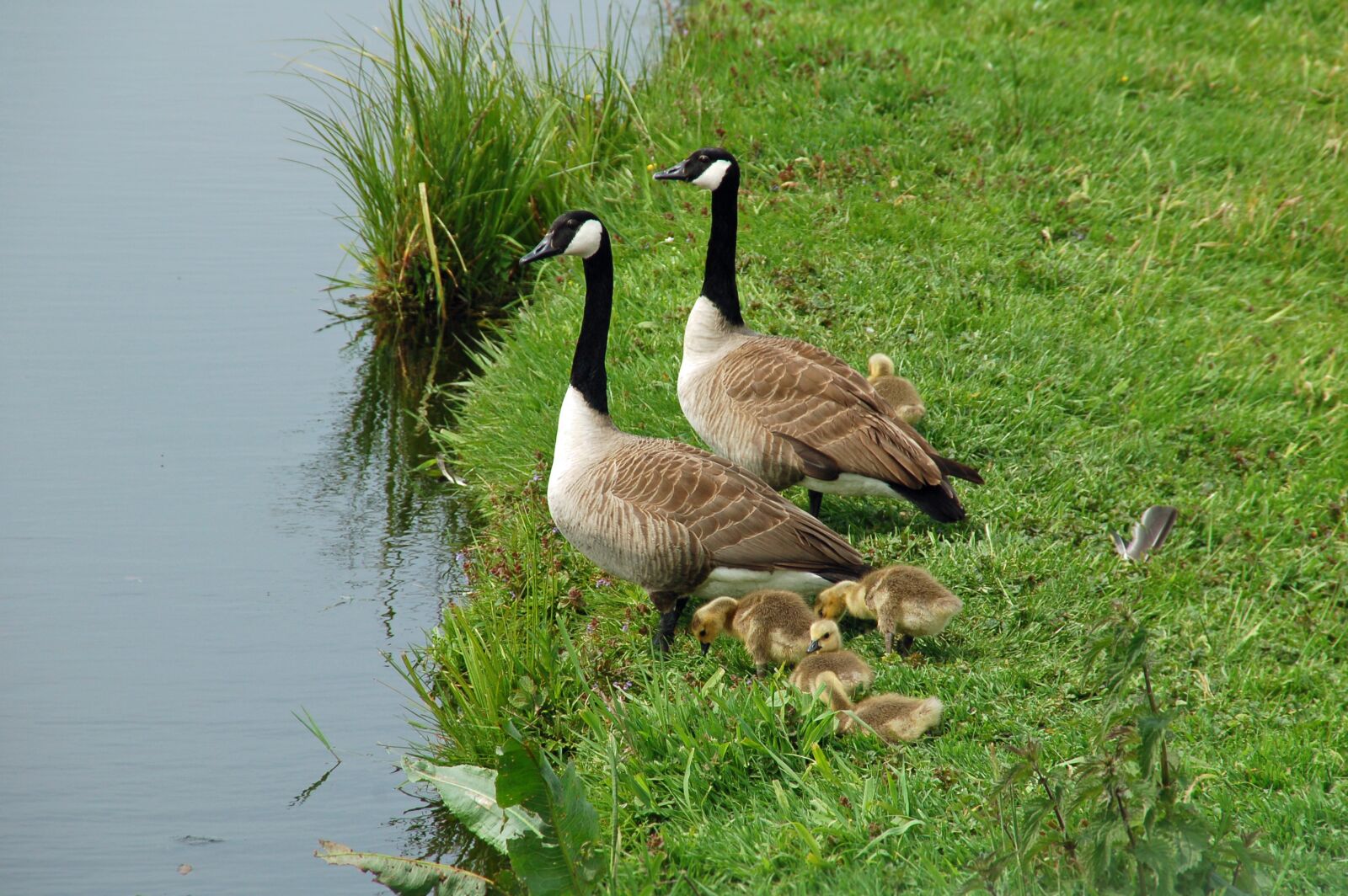 Nikon D50 sample photo. Geese, goose, young photography