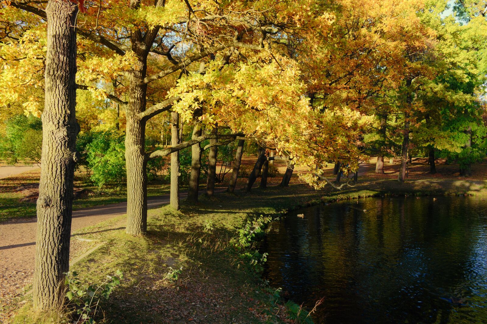 Nikon D5200 sample photo. Landscape, park, autumn photography