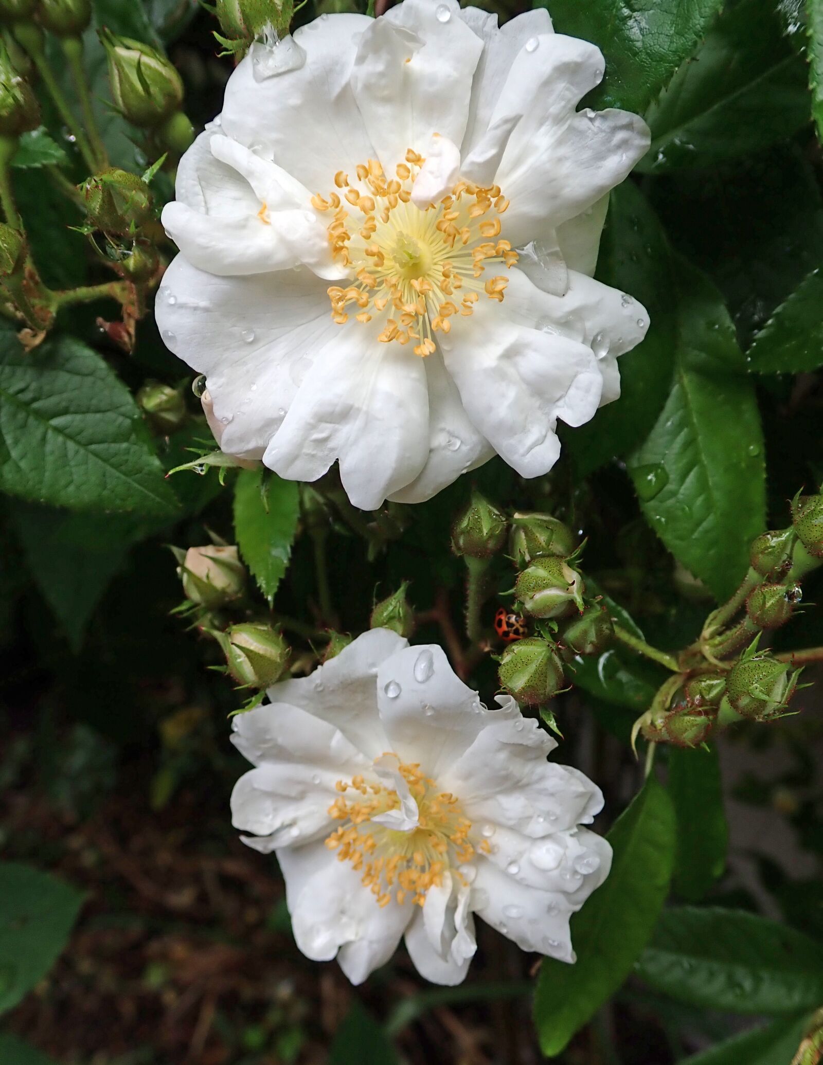 Olympus TG-5 sample photo. Rose, flower, white photography