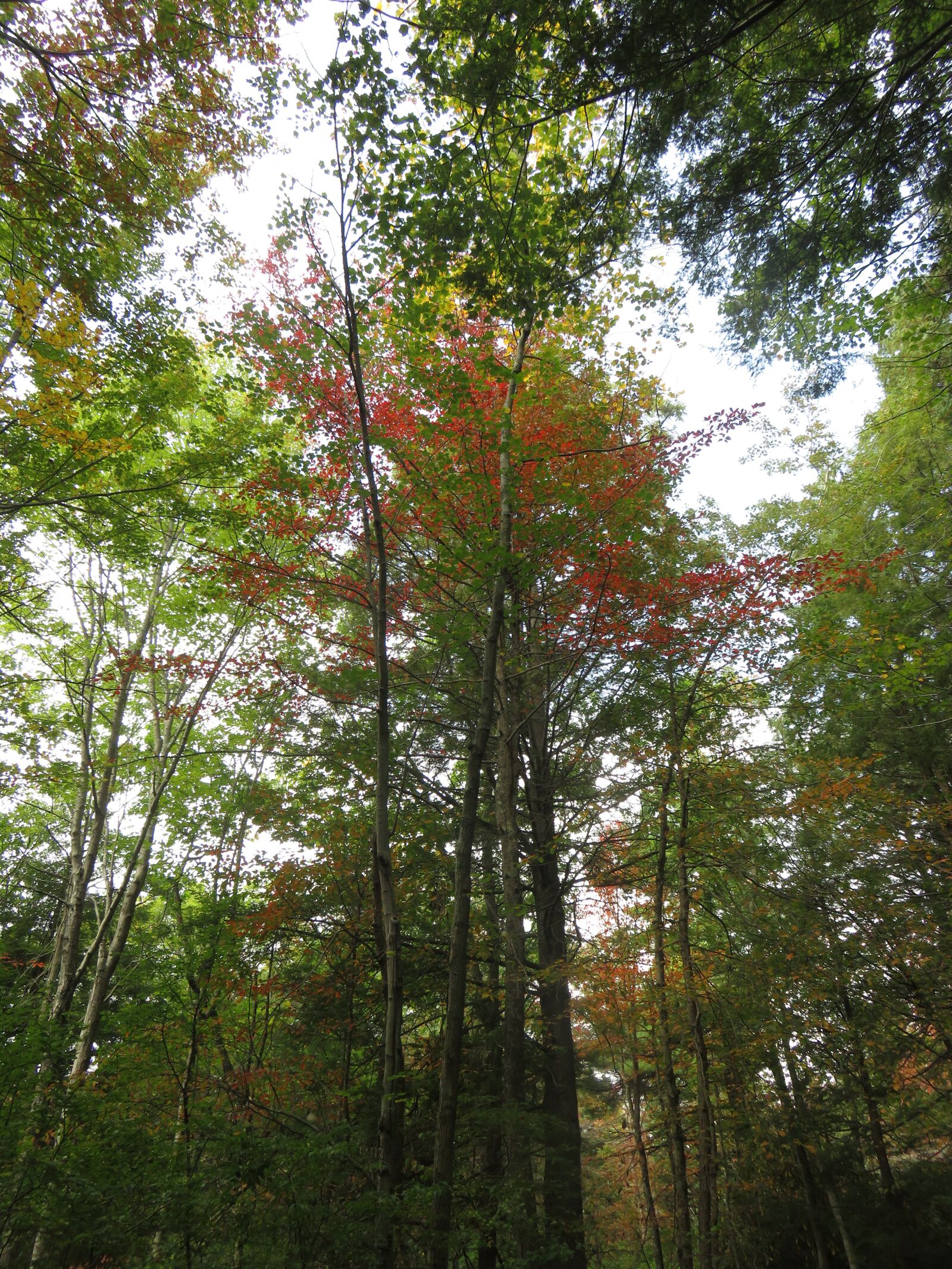 Canon PowerShot SX710 HS sample photo. Fall, trees, red photography