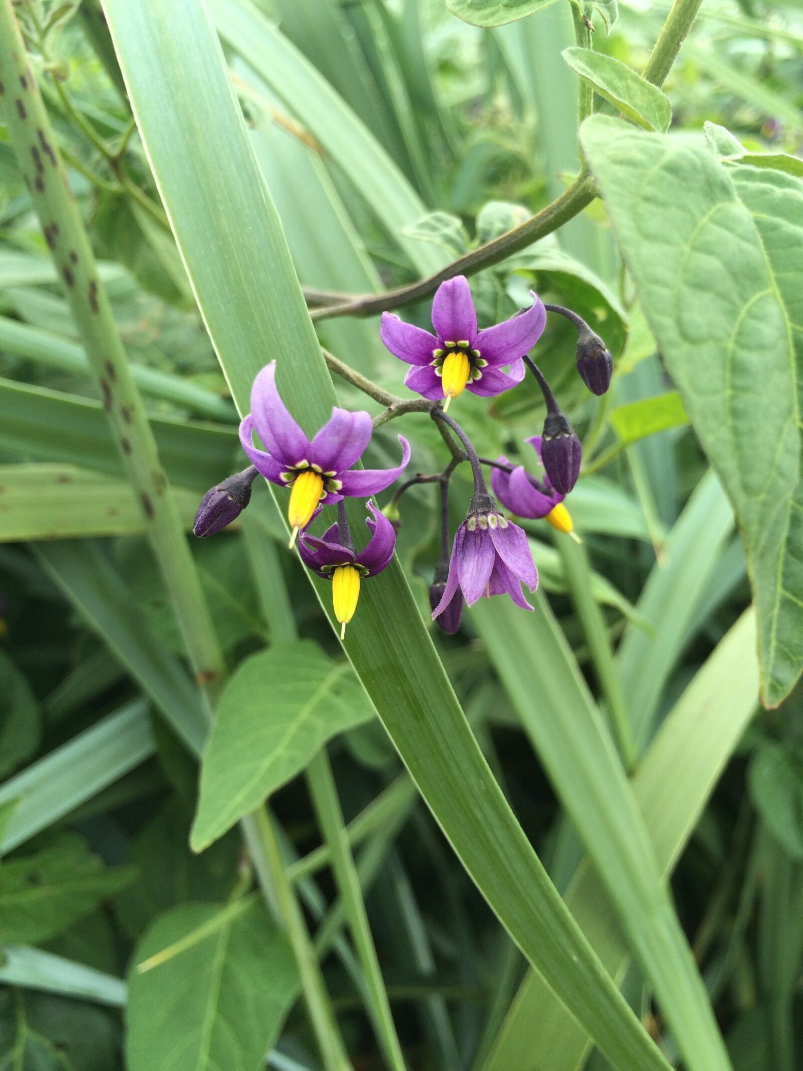 iPhone 5s back camera 4.15mm f/2.2 sample photo. Flowers, flower portrait, plant photography