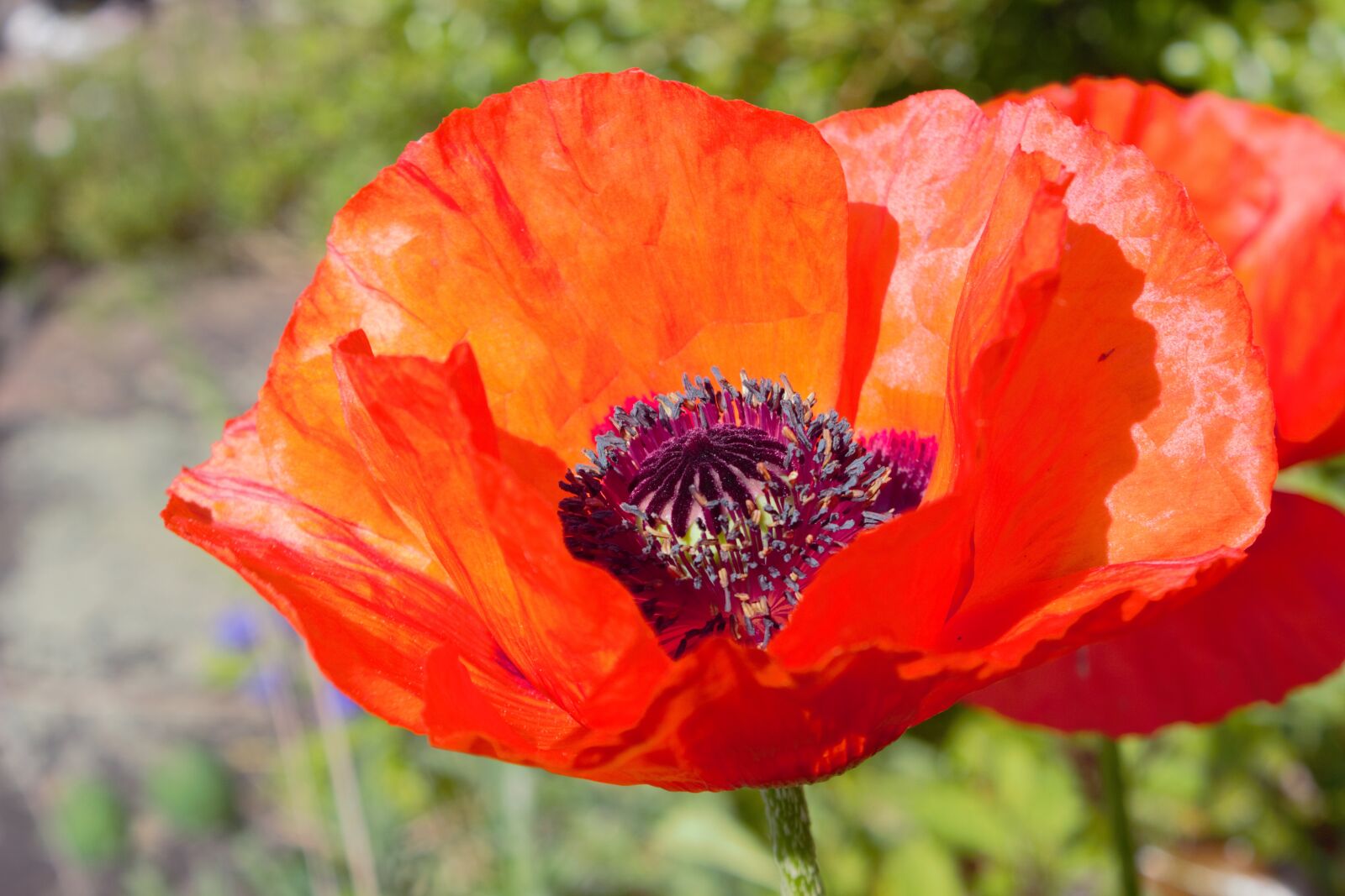 Canon EOS 600D (Rebel EOS T3i / EOS Kiss X5) sample photo. Poppy, papaver, papaveraceae photography