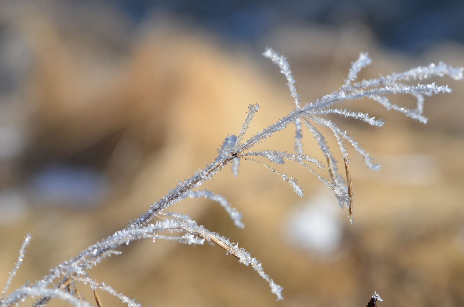 Nikon D7000 sample photo. Nature, frost, winter photography