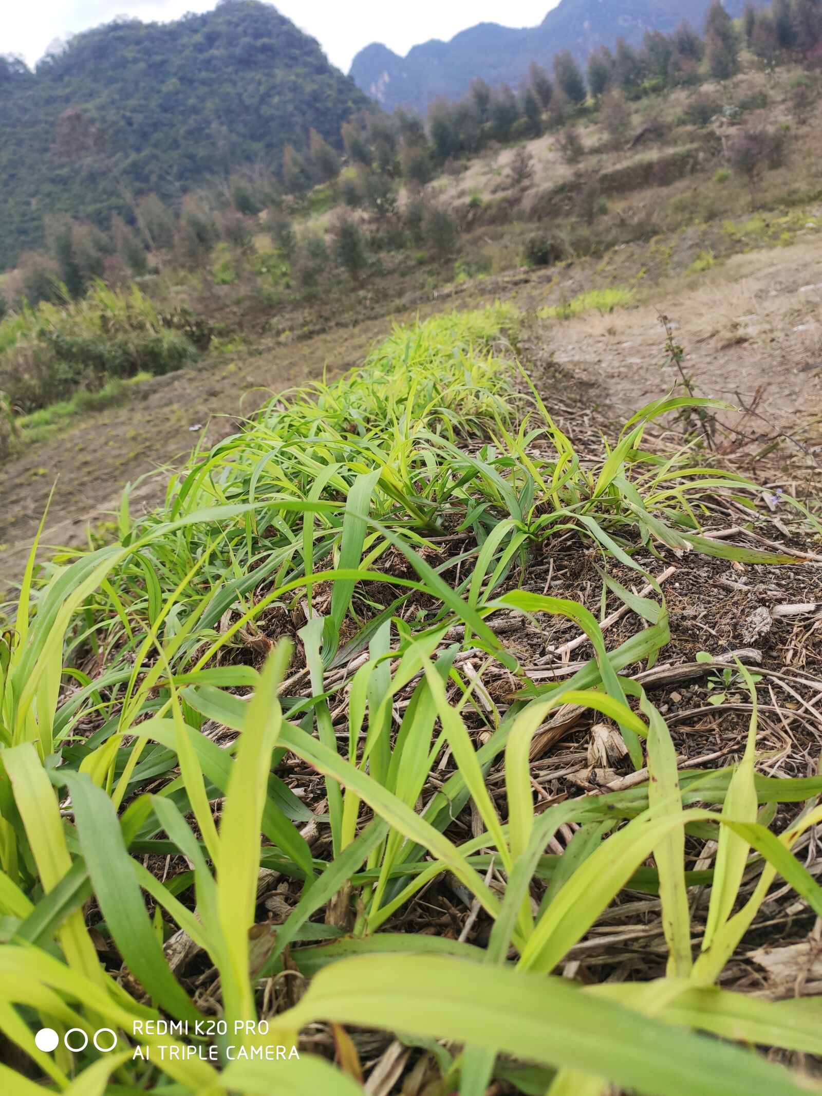 Xiaomi Redmi K20 Pro sample photo. Grass, mountain, land photography