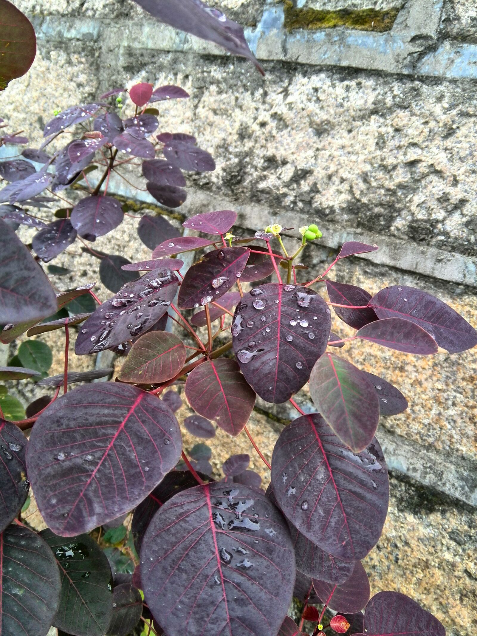 HUAWEI Honor3 sample photo. Dew, red leaf, flowers photography