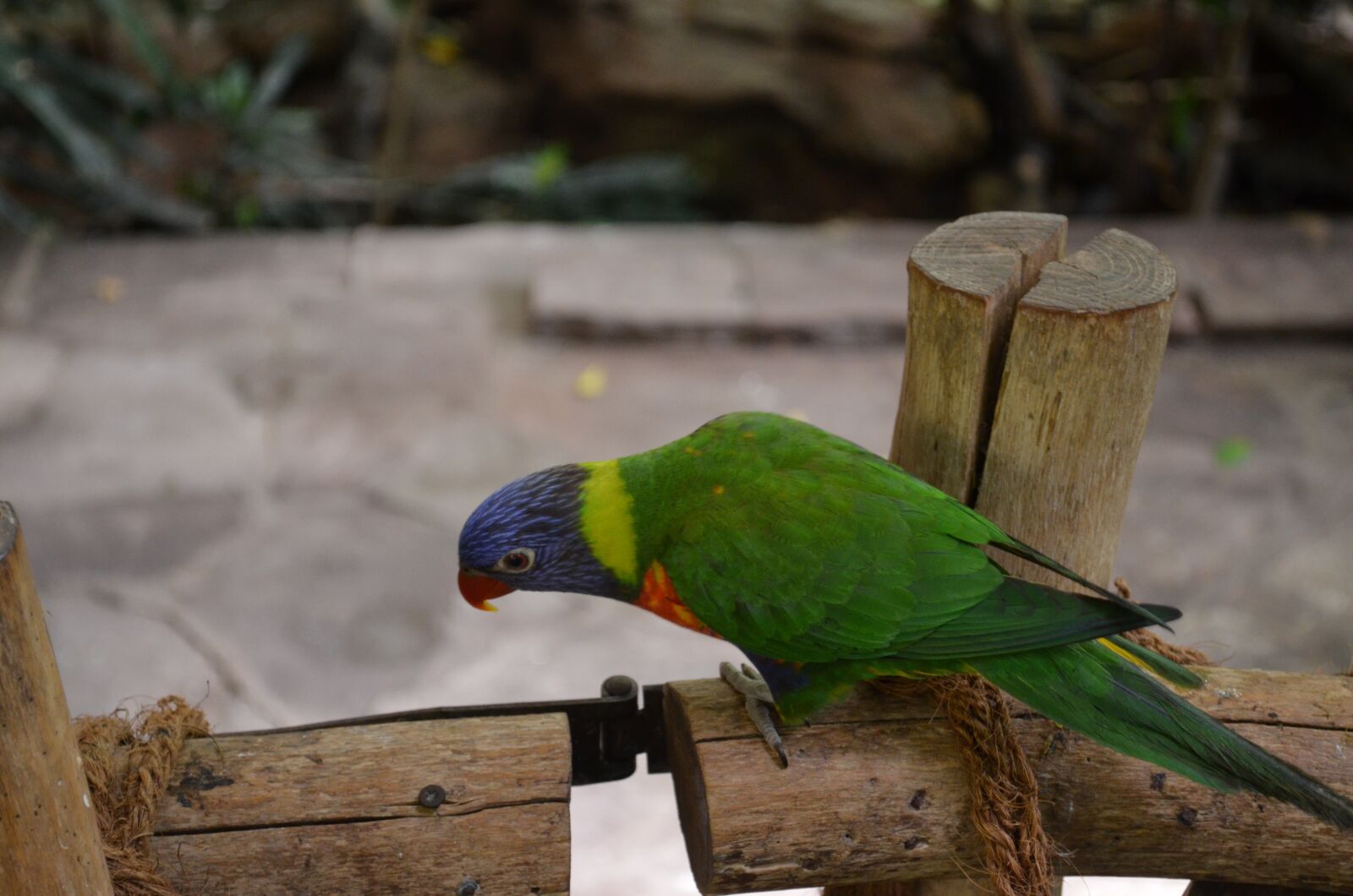 Nikon D5100 sample photo. Bird, parrot, animal photography