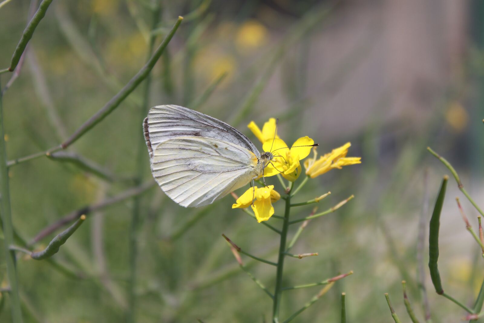 Canon EOS 500D (EOS Rebel T1i / EOS Kiss X3) sample photo. Nature, butterfly, insects photography