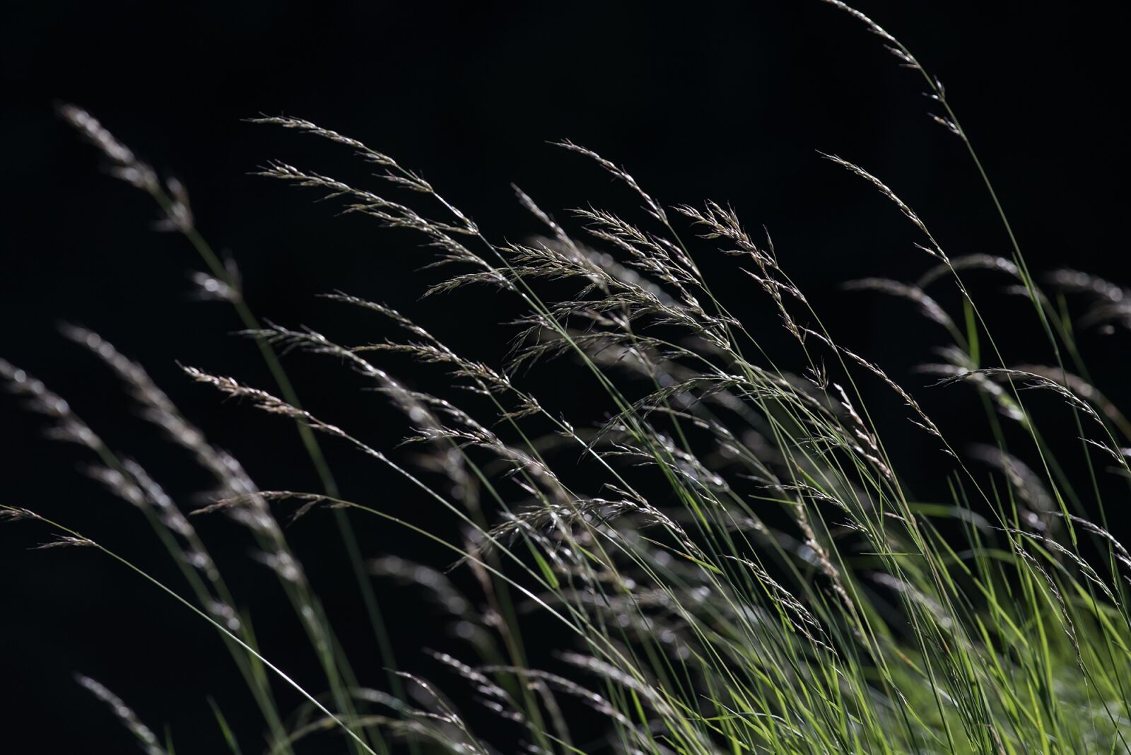Nikon D750 sample photo. Grasses, grass, meadow photography