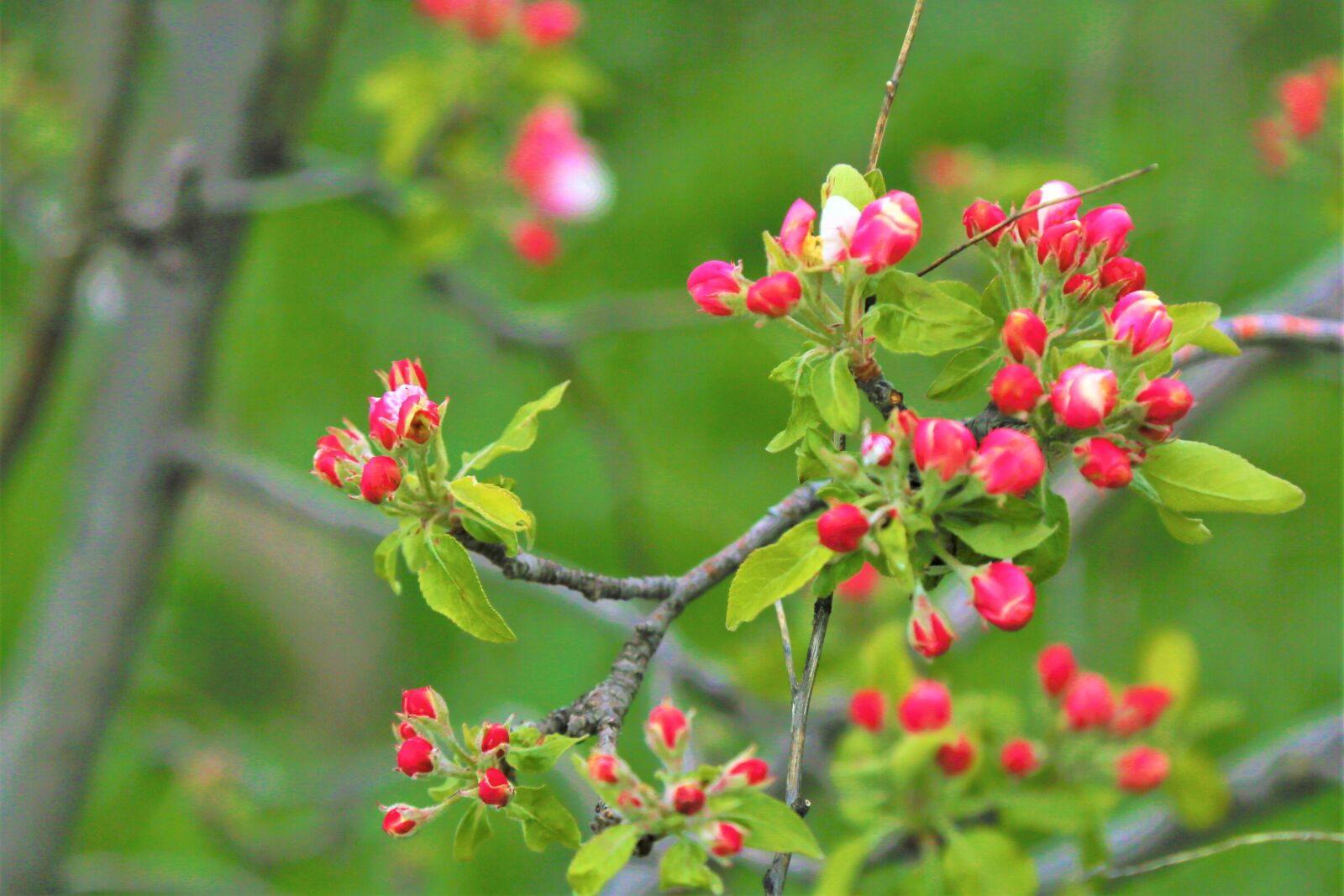 Canon EOS 5D Mark III sample photo. Flower, bud, apple photography