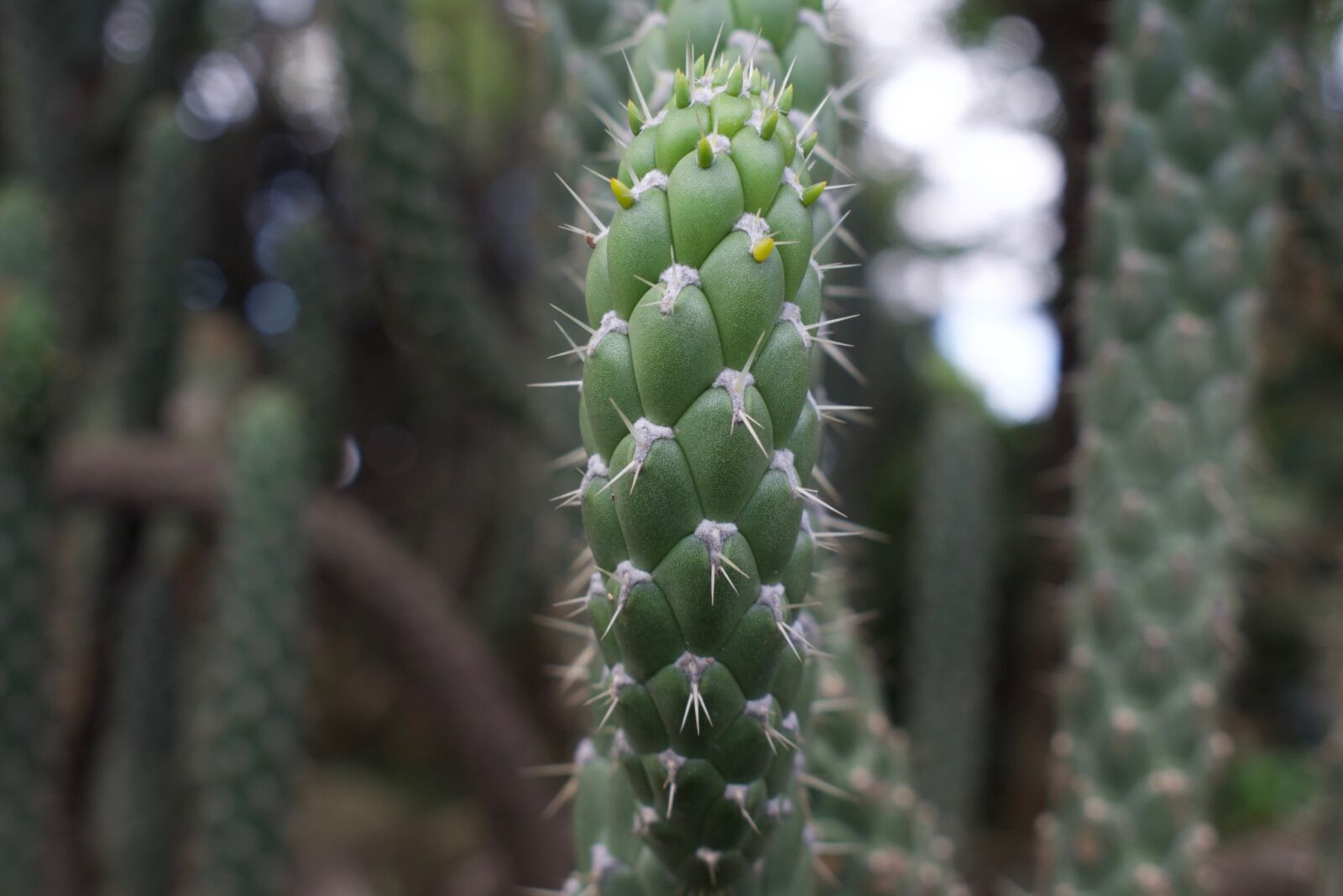 Nikon D5300 sample photo. Flower, beautiful, plant photography