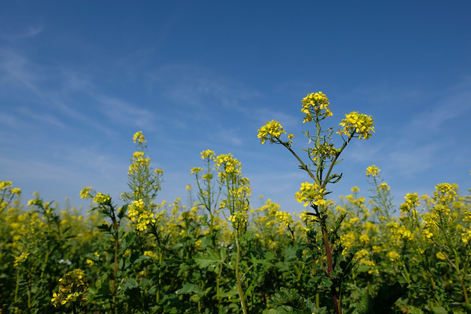 Fujifilm X-T2 + Fujifilm XF 16mm F1.4 R WR sample photo. Oilseed rape, flower, blossom photography