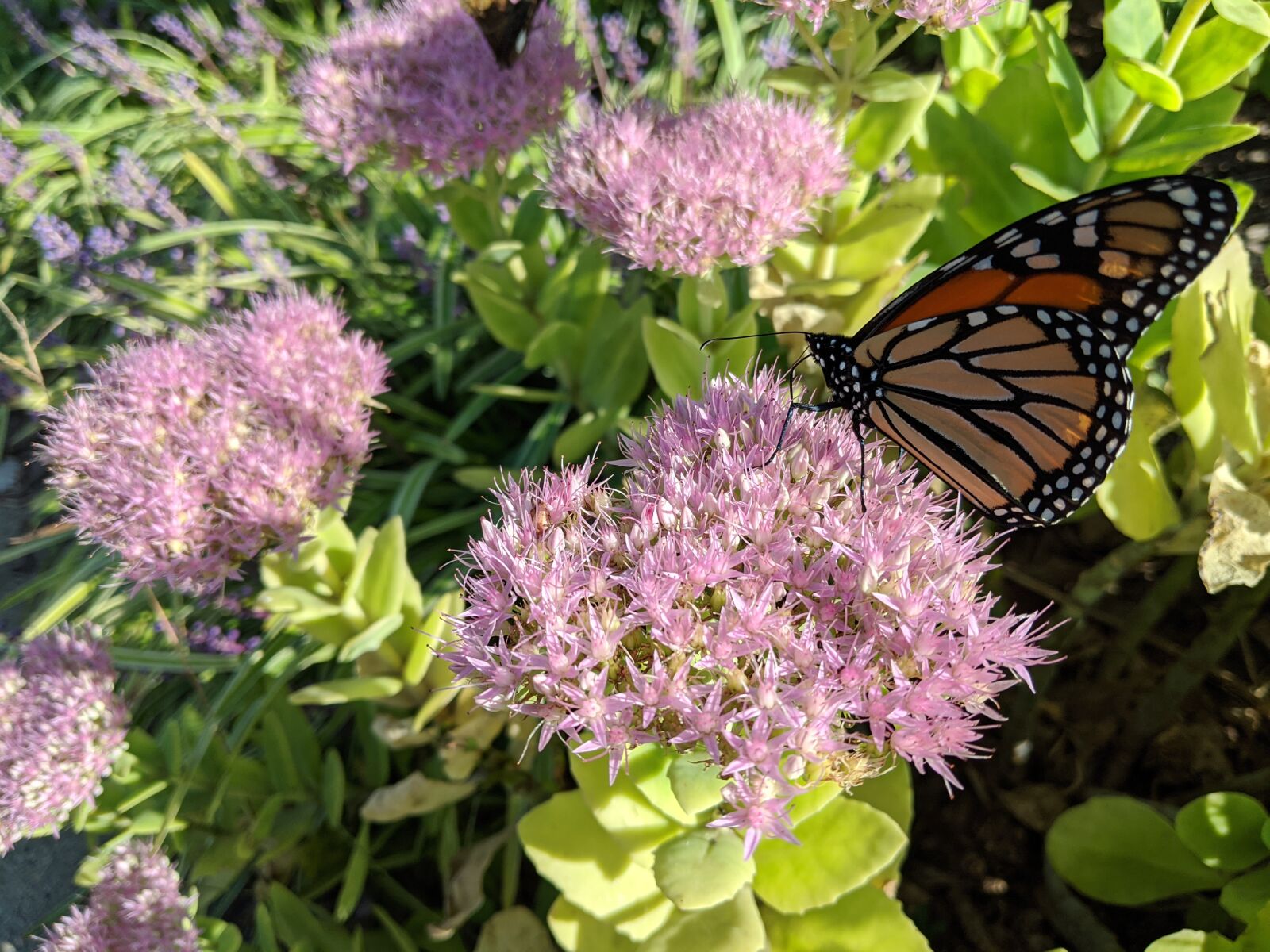 Google Pixel 2 sample photo. Monarch, butterfly, flower photography