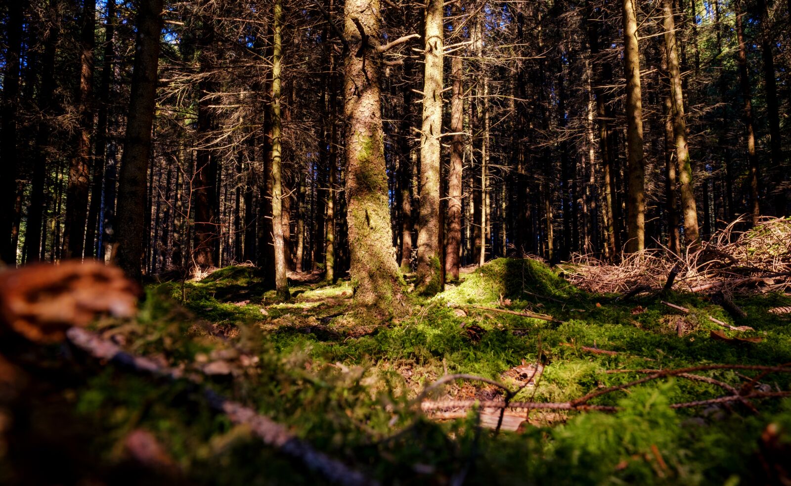 Fujifilm X-T2 + Fujifilm XF 16mm F1.4 R WR sample photo. Forest, trees, sun photography
