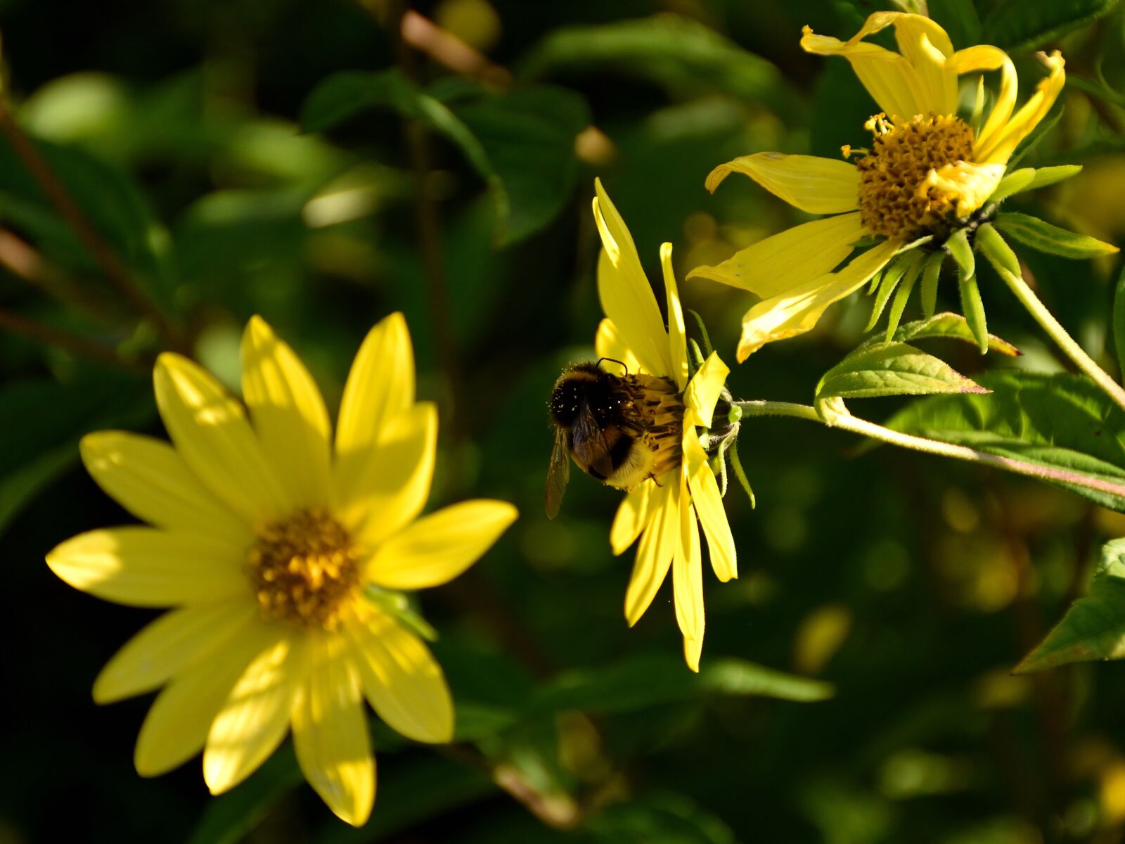 Nikon D5500 sample photo. Bee, blossom, bloom photography