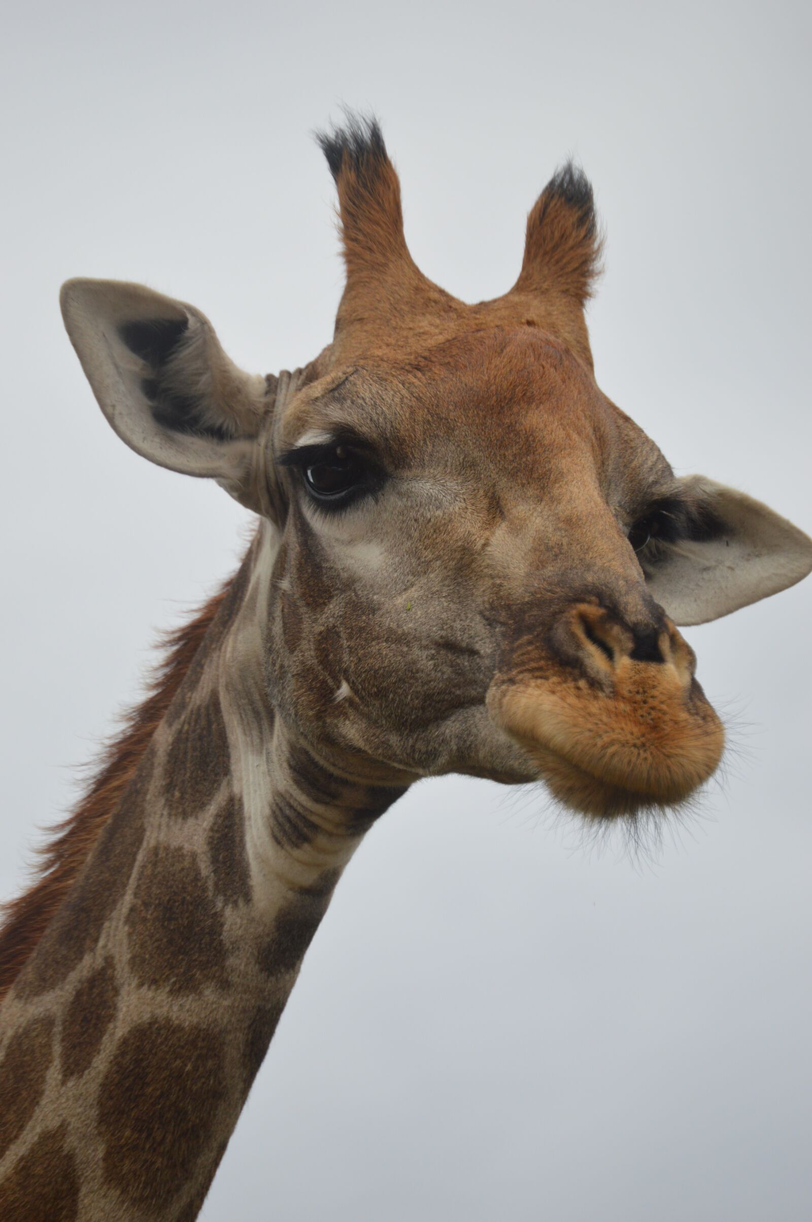 Nikon D3200 sample photo. Giraffe, wild, wildlife park photography