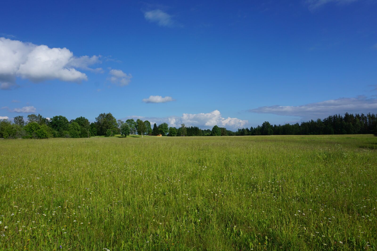Sony a6000 sample photo. Horizon, grass, landscape photography