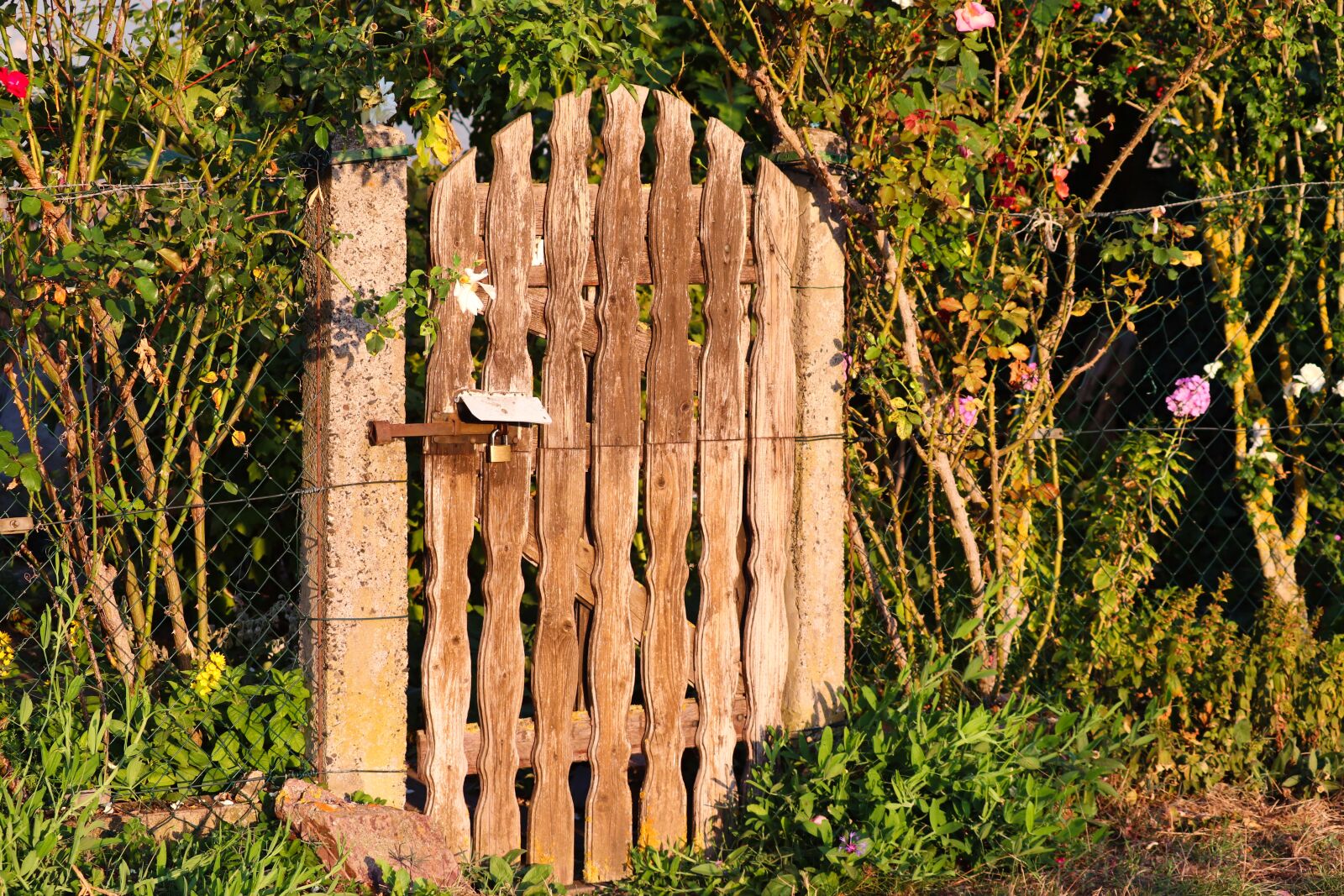 Canon EOS 200D (EOS Rebel SL2 / EOS Kiss X9) + Canon EF-S 55-250mm F4-5.6 IS II sample photo. Garden door, garden gate photography