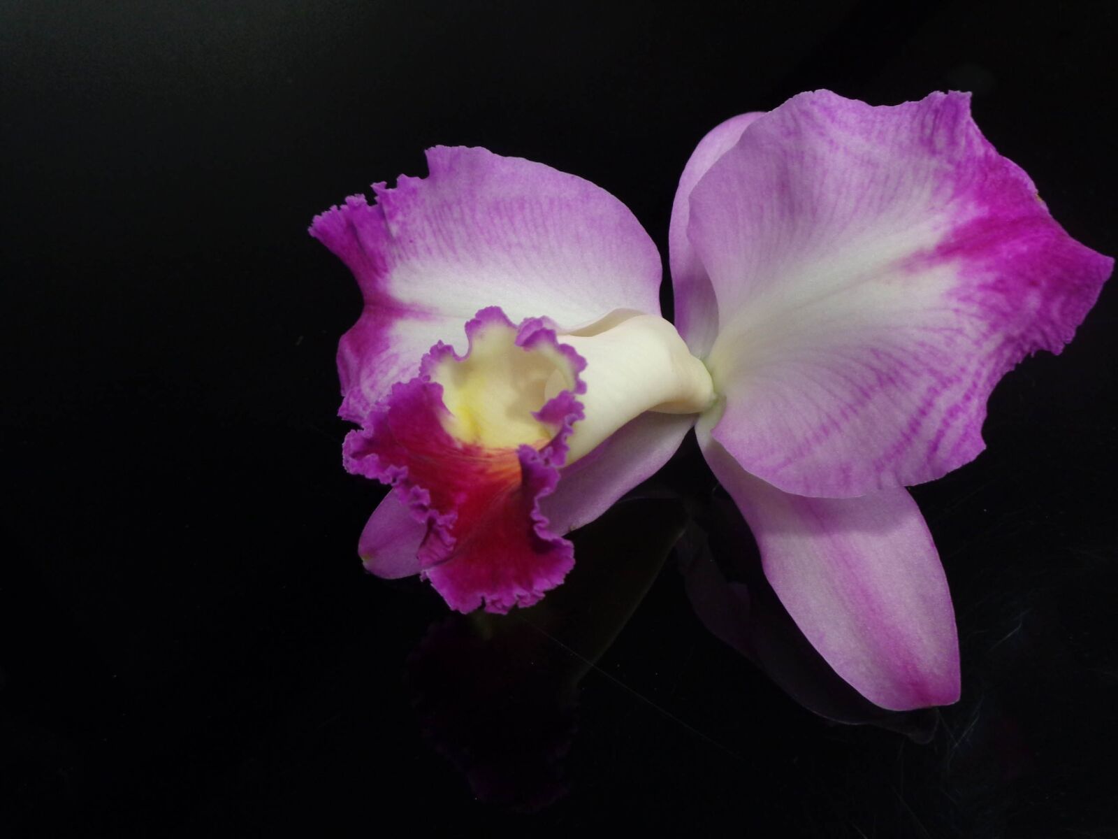 Sony Cyber-shot DSC-W730 sample photo. Orchid, pink, flower photography