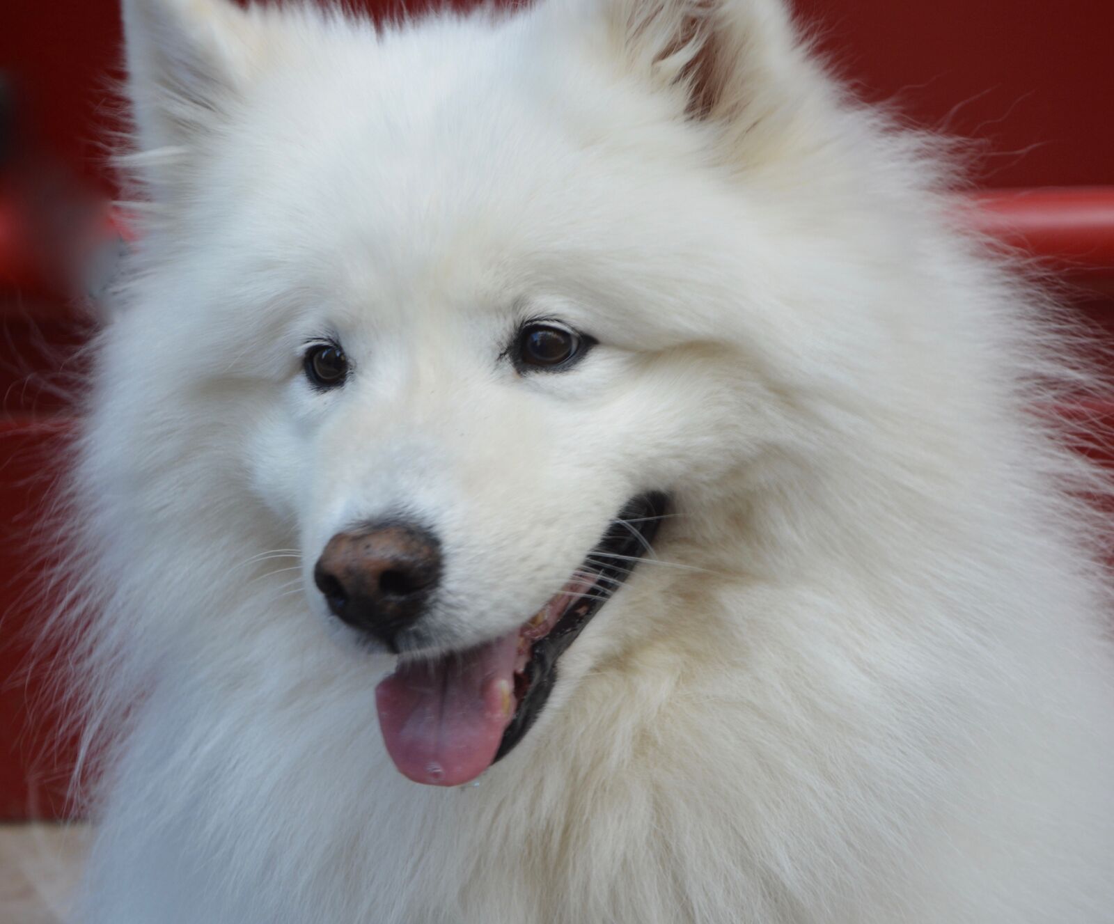 Nikon D5200 sample photo. Dog, samoyed, white photography